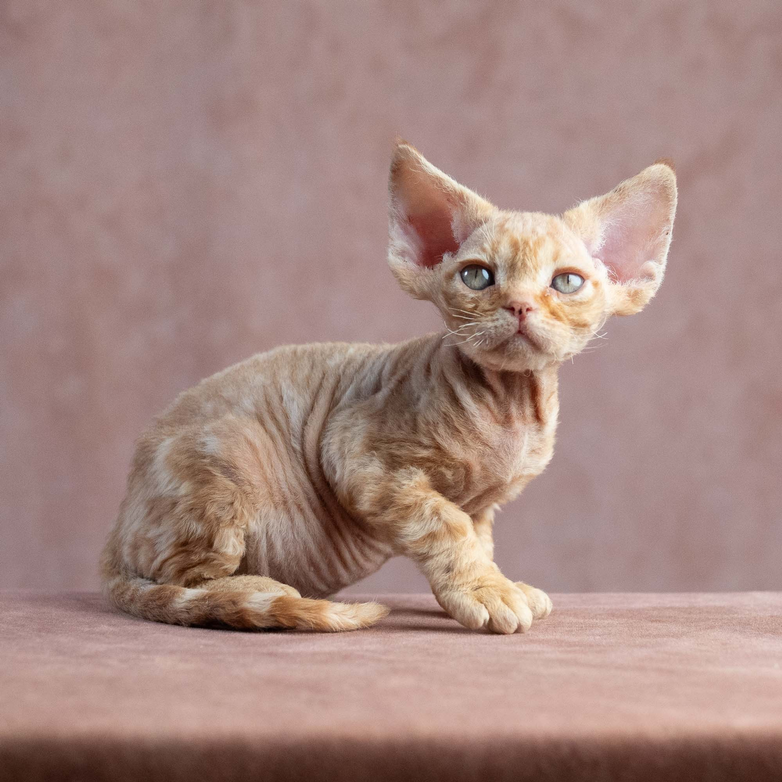 Reserve a kitten Xander, boy