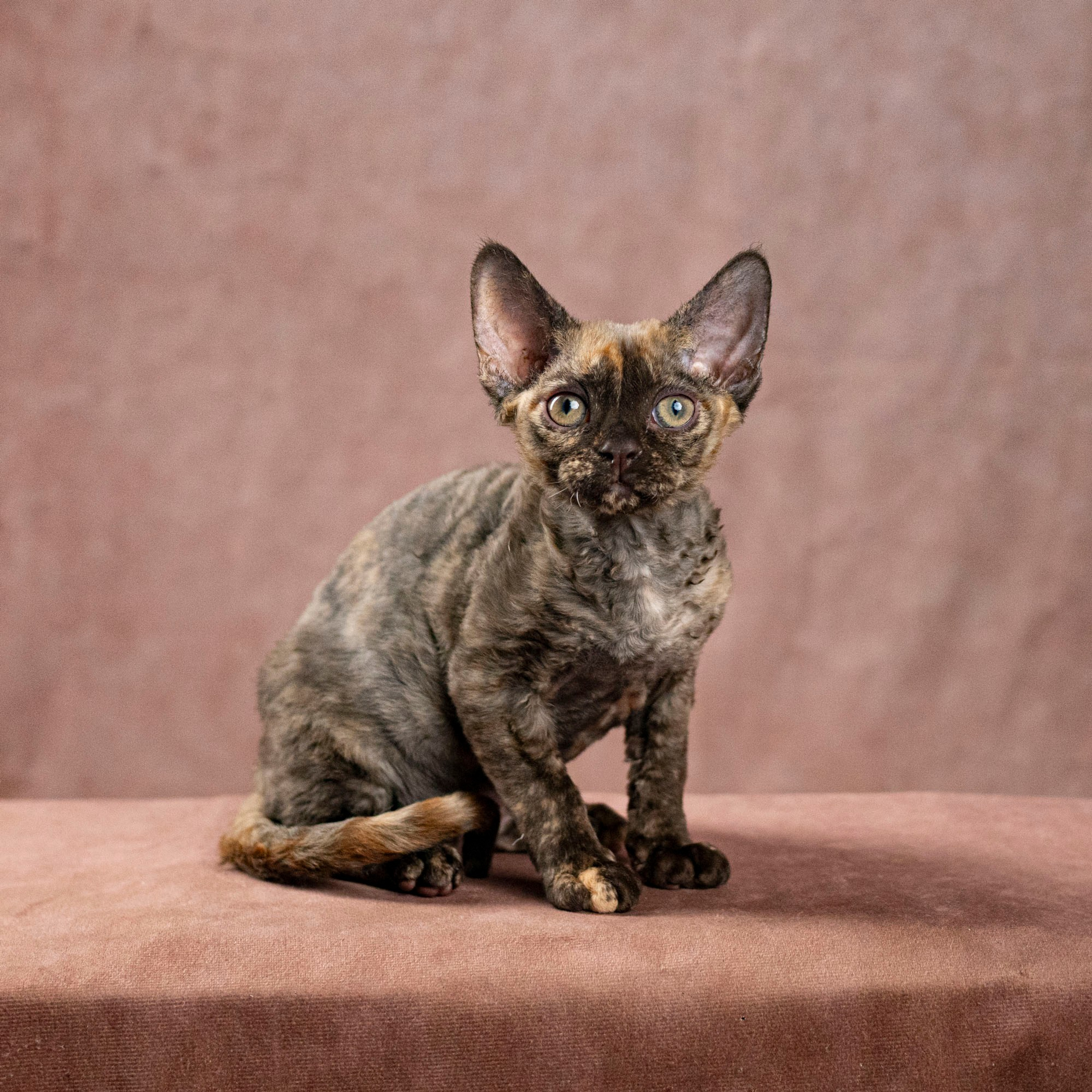 Cleo, girl, born on 11.23.23, SOLD. Devon Rex Pixie Cattery