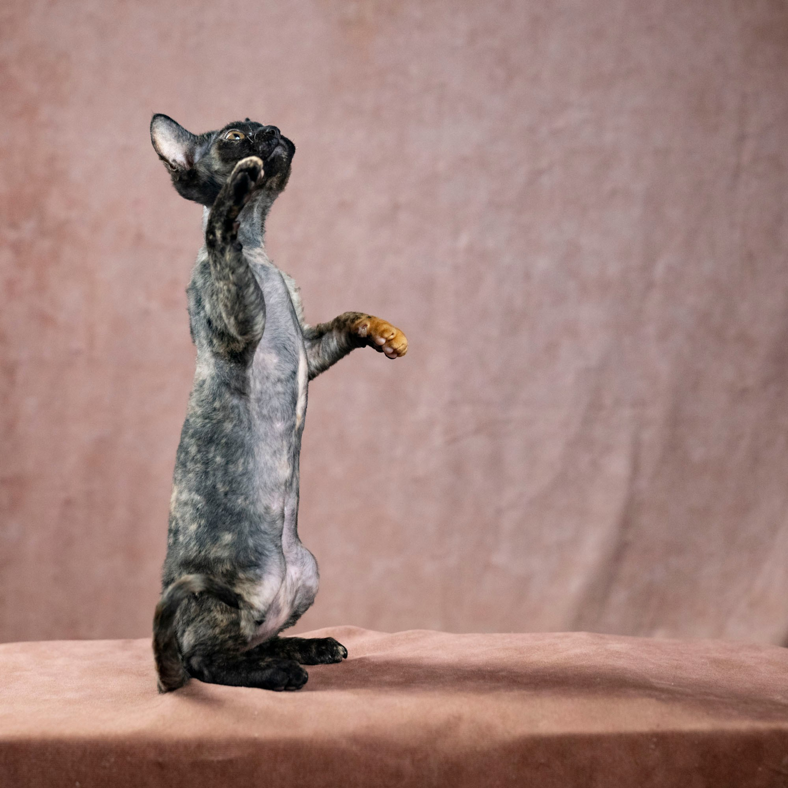 Coco, girl, born on 11.23.23, SOLD. Devon Rex Pixie Cattery