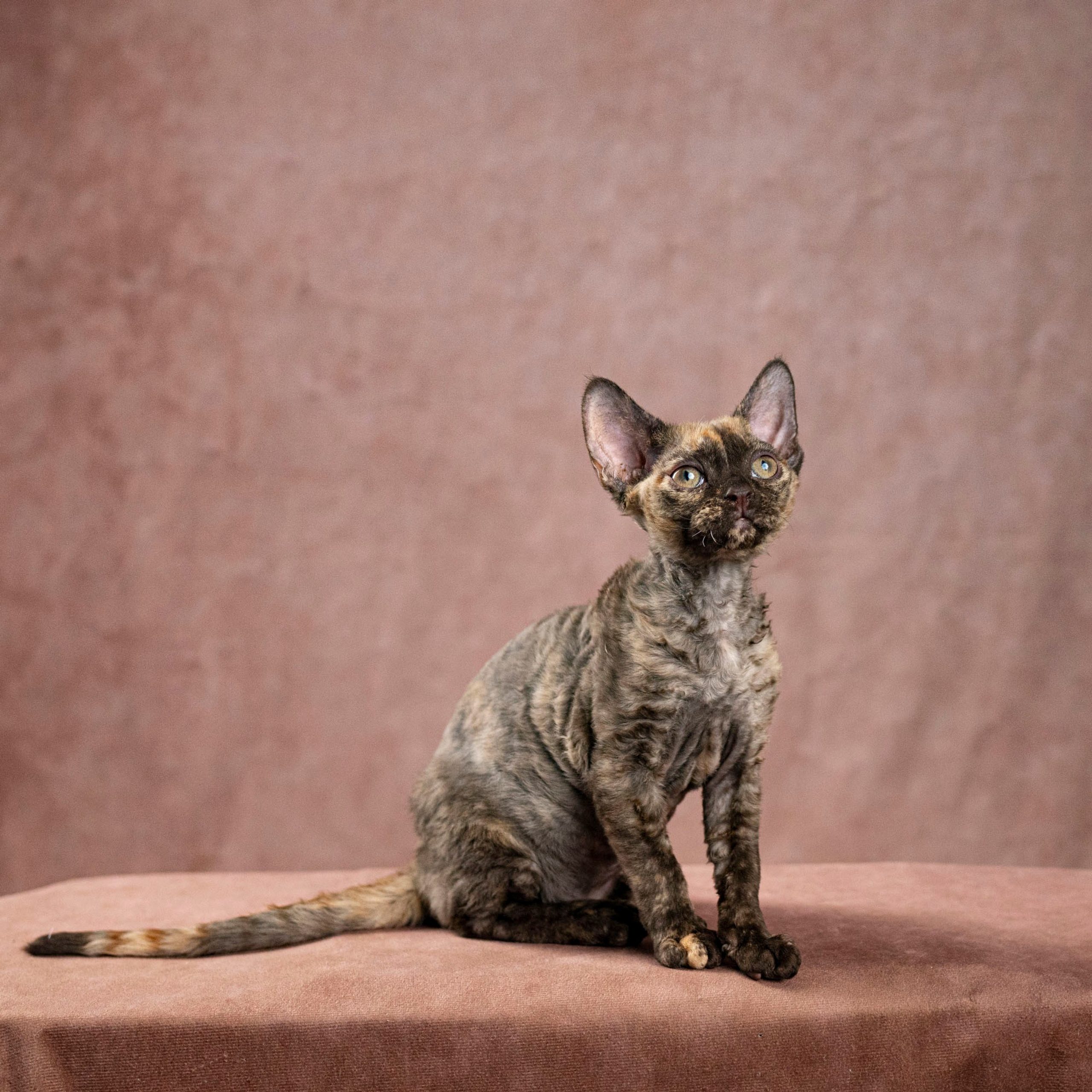 Cleo, girl, born on 11.23.23, SOLD. Devon Rex Pixie Cattery