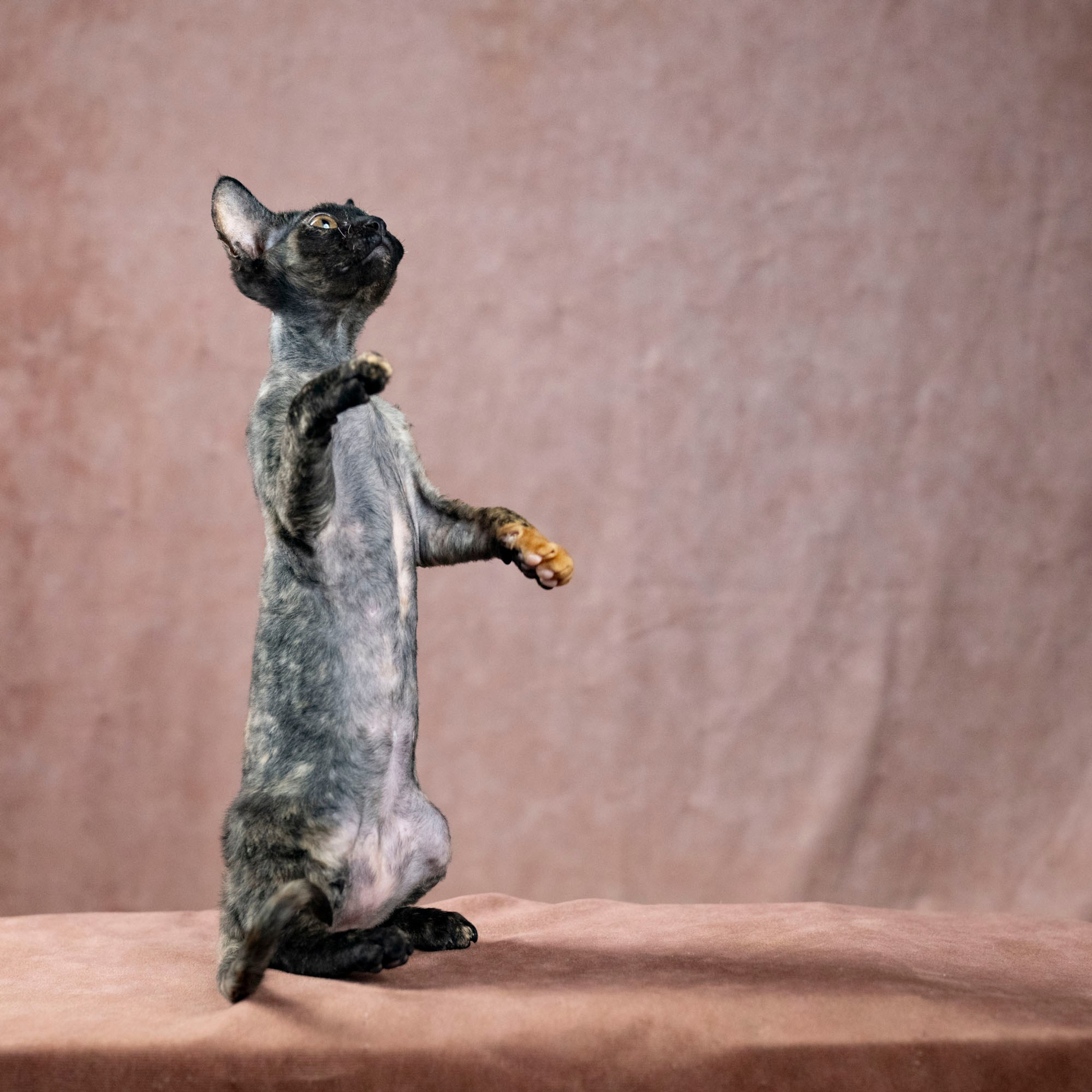 Coco, girl, born on 11.23.23, SOLD. Devon Rex Pixie Cattery