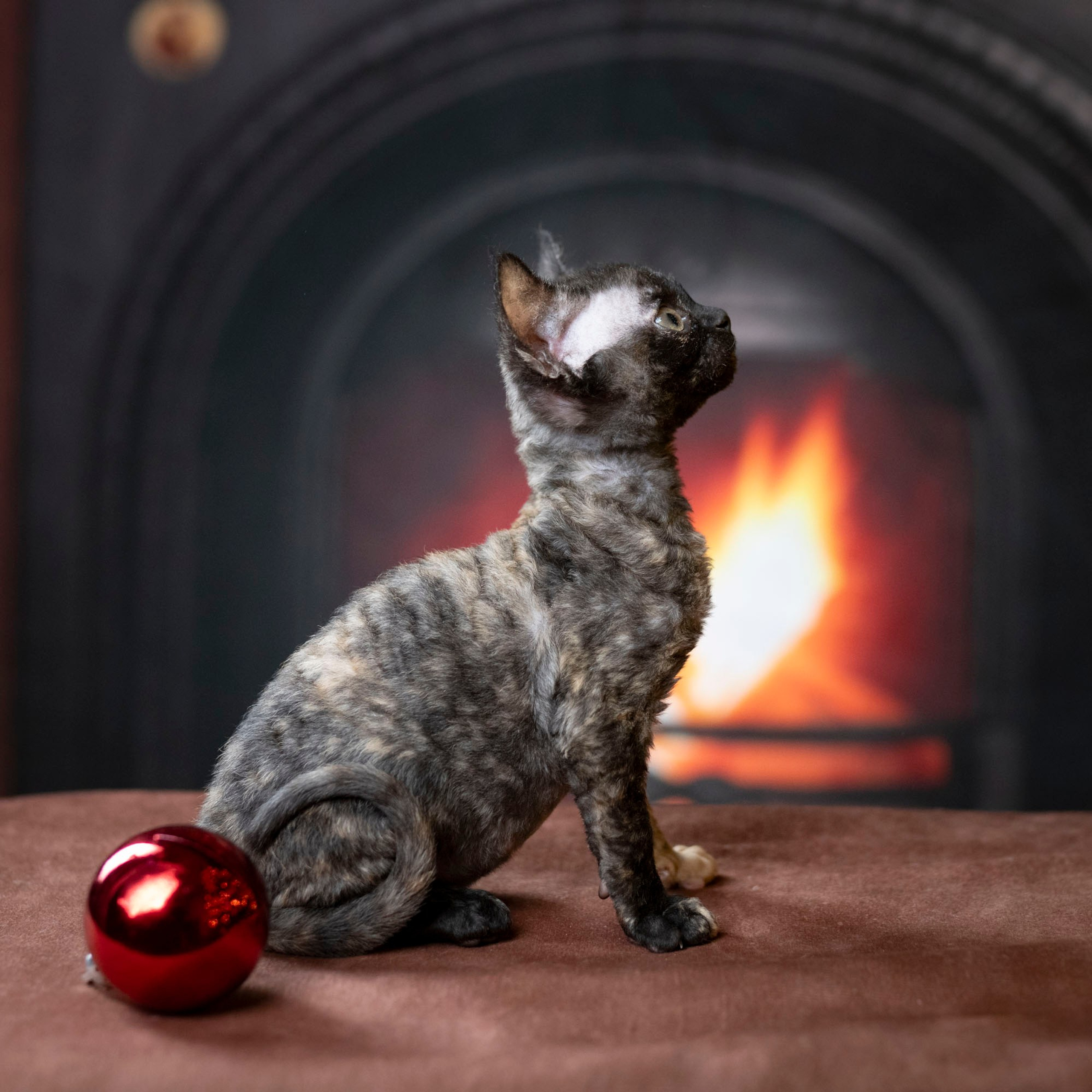 Coco, girl, born on 11.23.23, SOLD. Devon Rex Pixie Cattery