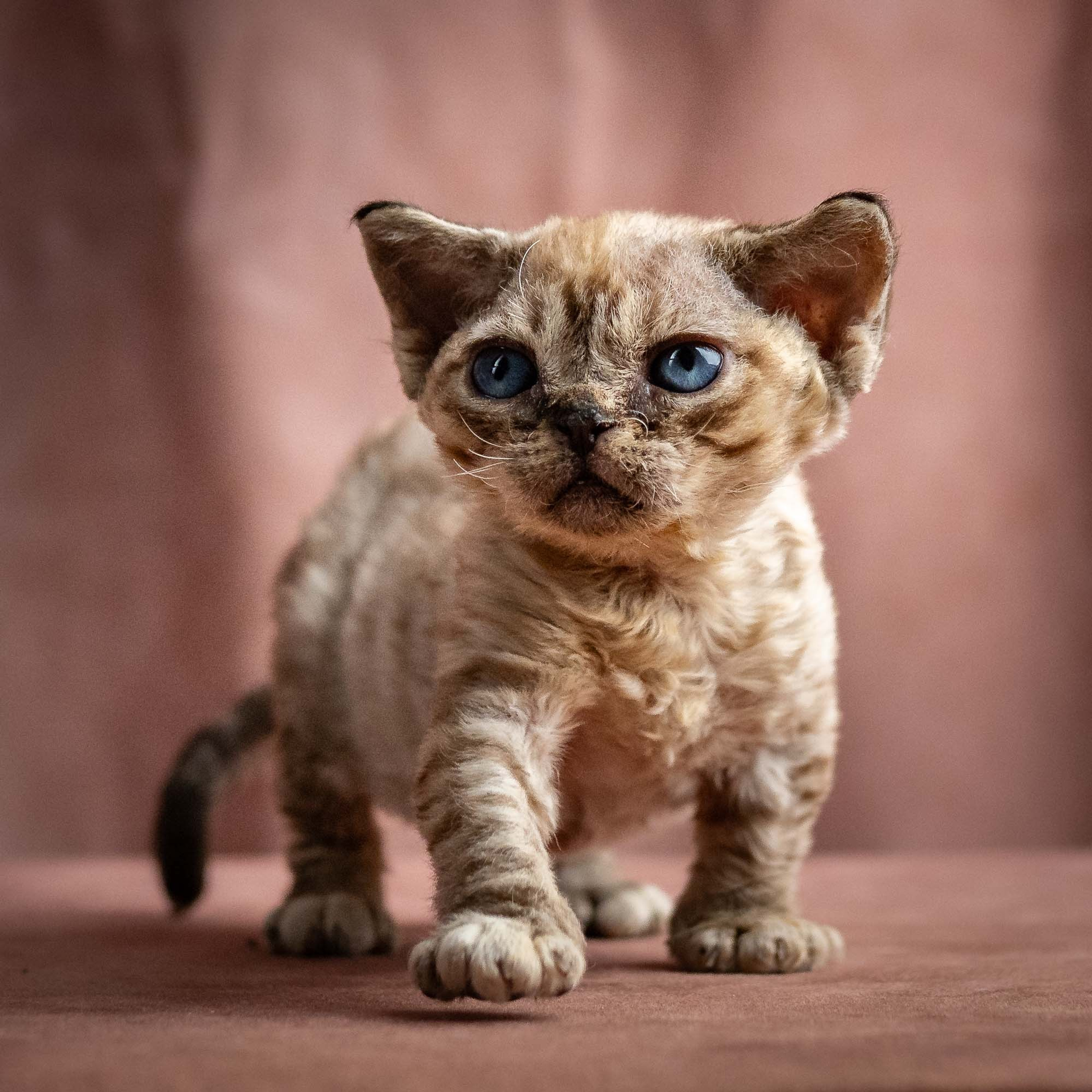 Reserve a kitten Remy, boy