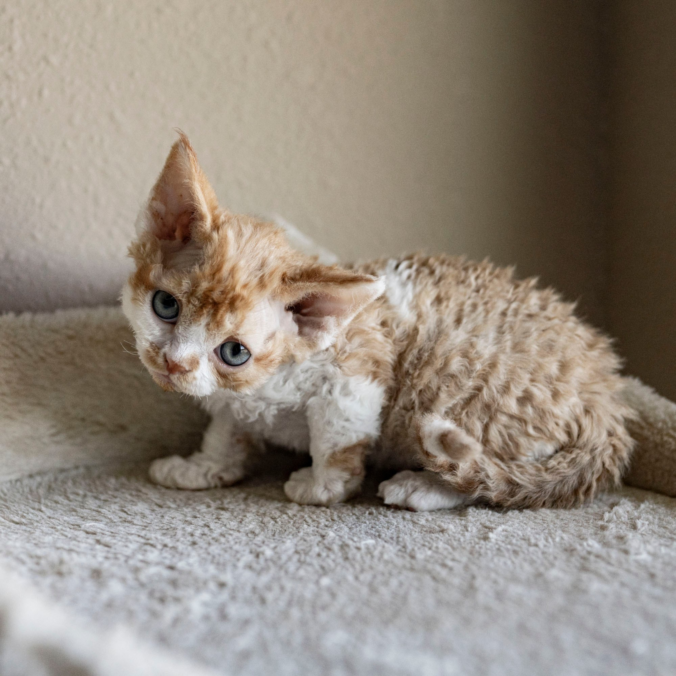 Chester, boy,  born on 11.23.23, SOLD. Devon Rex Pixie Cattery