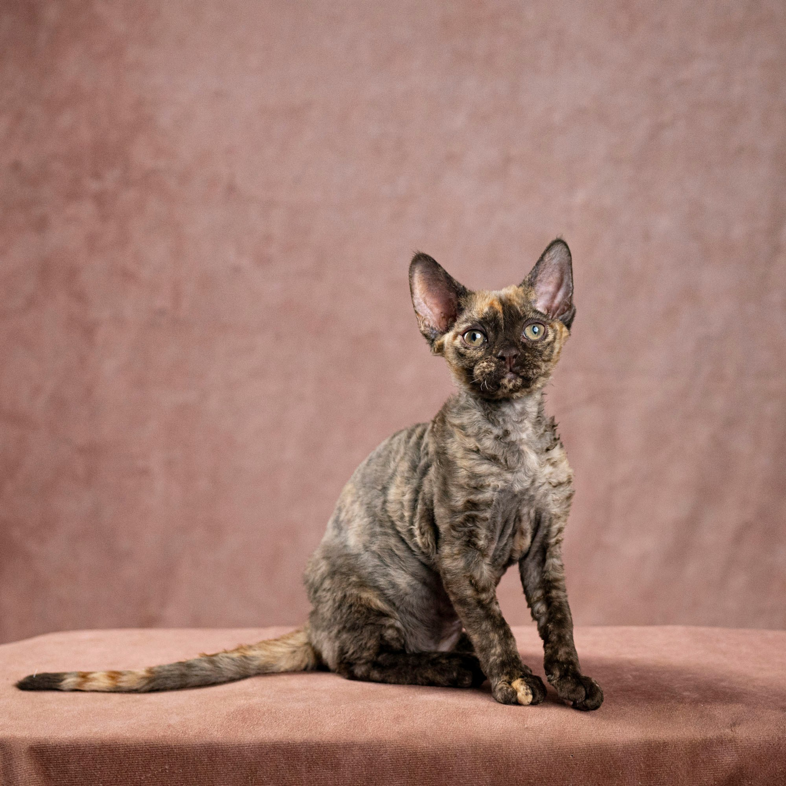 Cleo, girl, born on 11.23.23, SOLD. Devon Rex Pixie Cattery