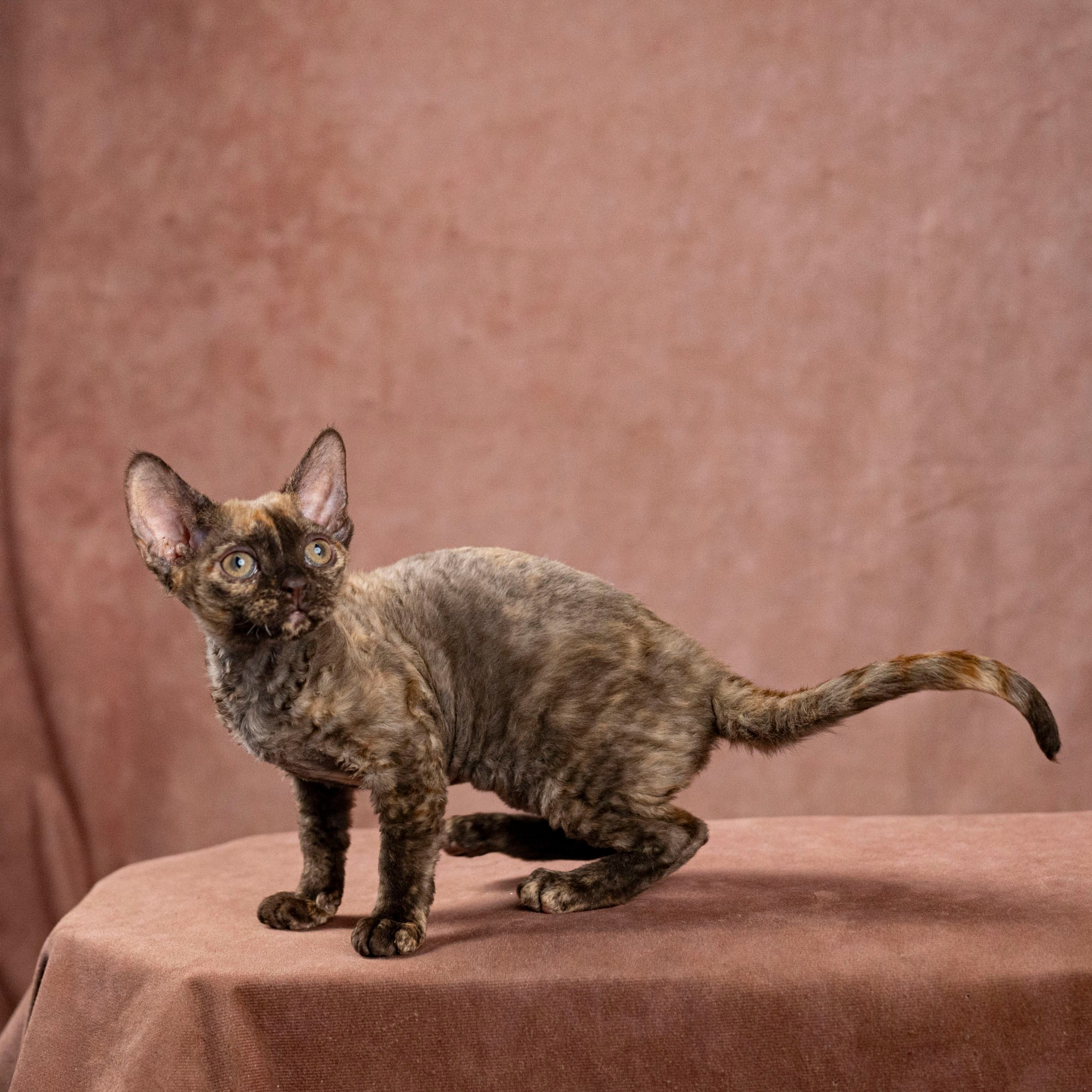 Cleo, girl, born on 11.23.23, SOLD. Devon Rex Pixie Cattery