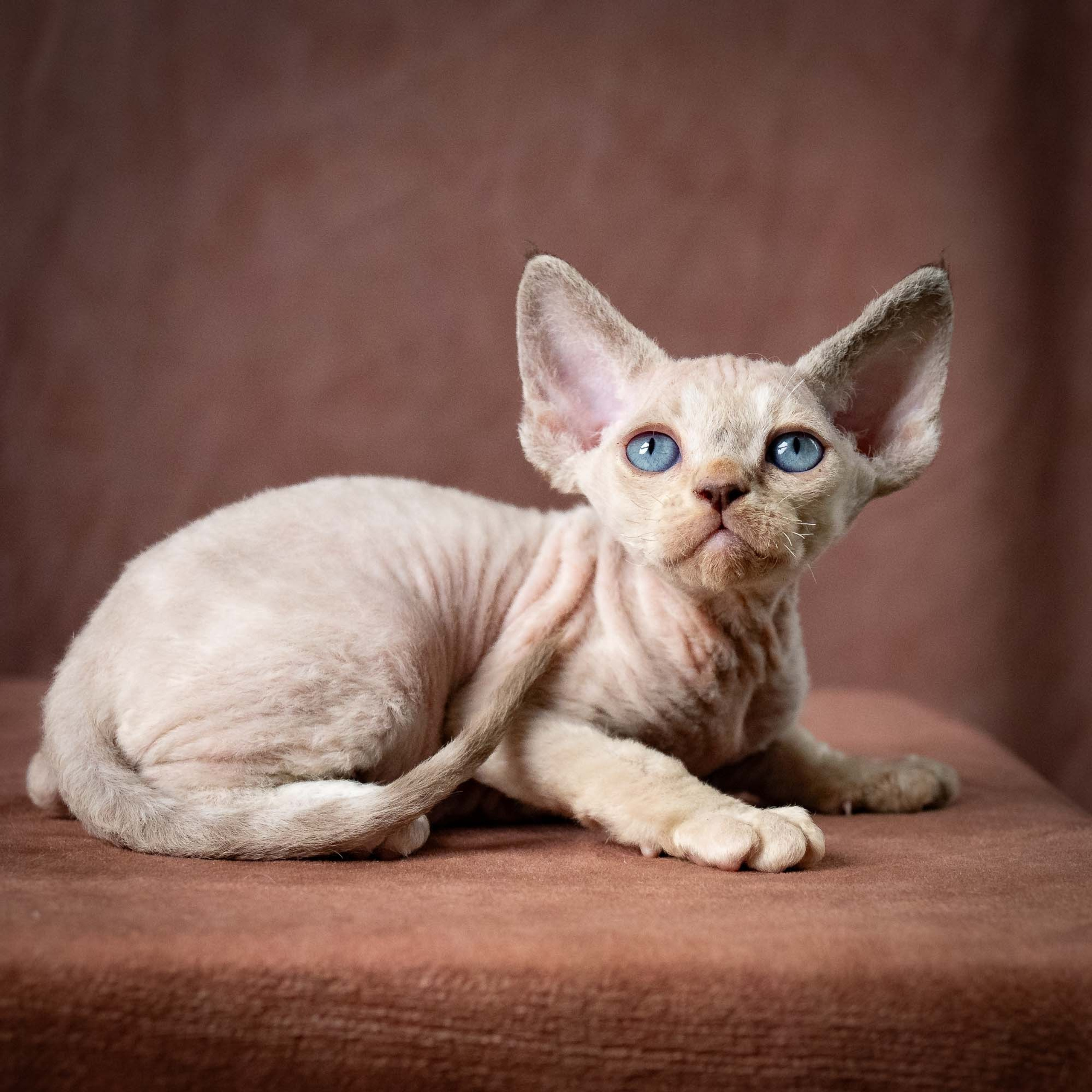 Reserve a kitten Tyson, boy