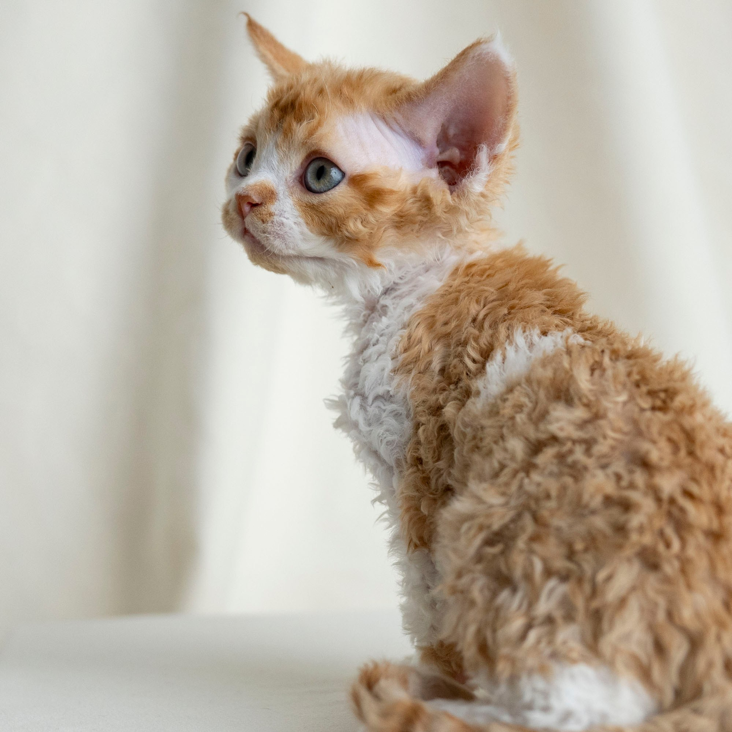 Chester, boy,  born on 11.23.23, SOLD. Devon Rex Pixie Cattery
