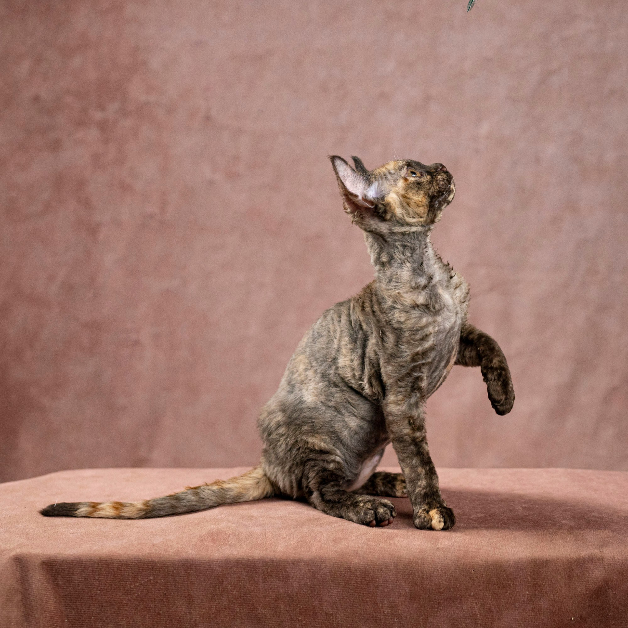 Cleo, girl, born on 11.23.23, SOLD. Devon Rex Pixie Cattery
