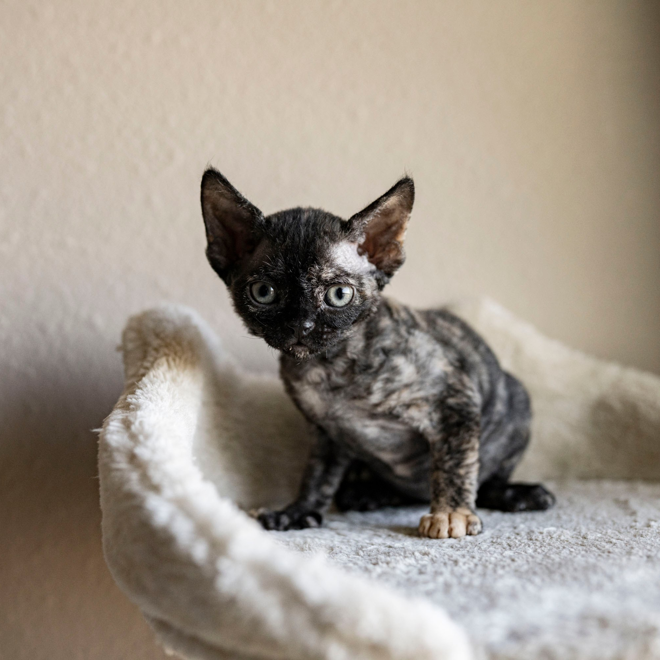 Coco, girl, born on 11.23.23, SOLD. Devon Rex Pixie Cattery