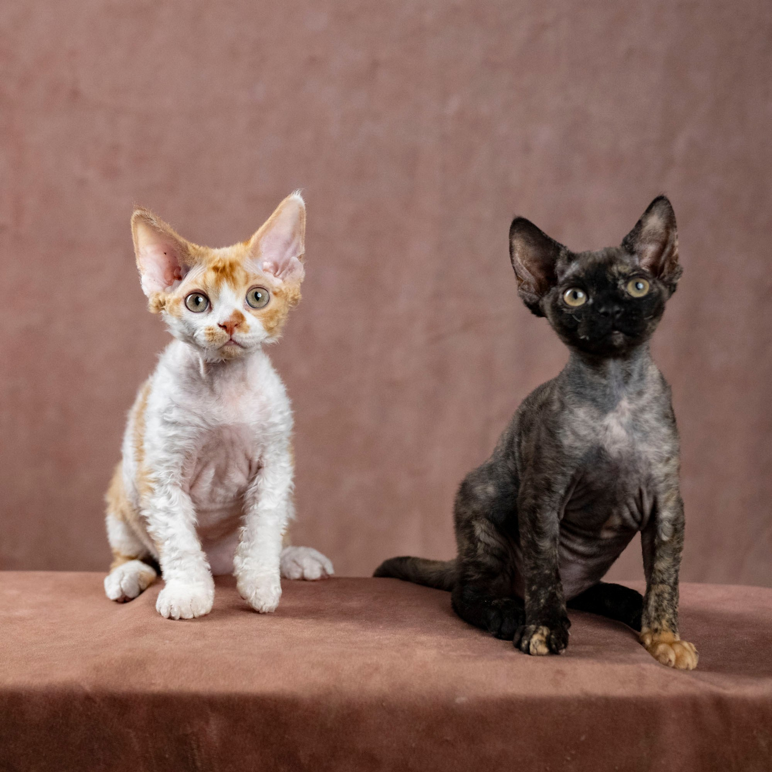 Coco, girl, born on 11.23.23, SOLD. Devon Rex Pixie Cattery
