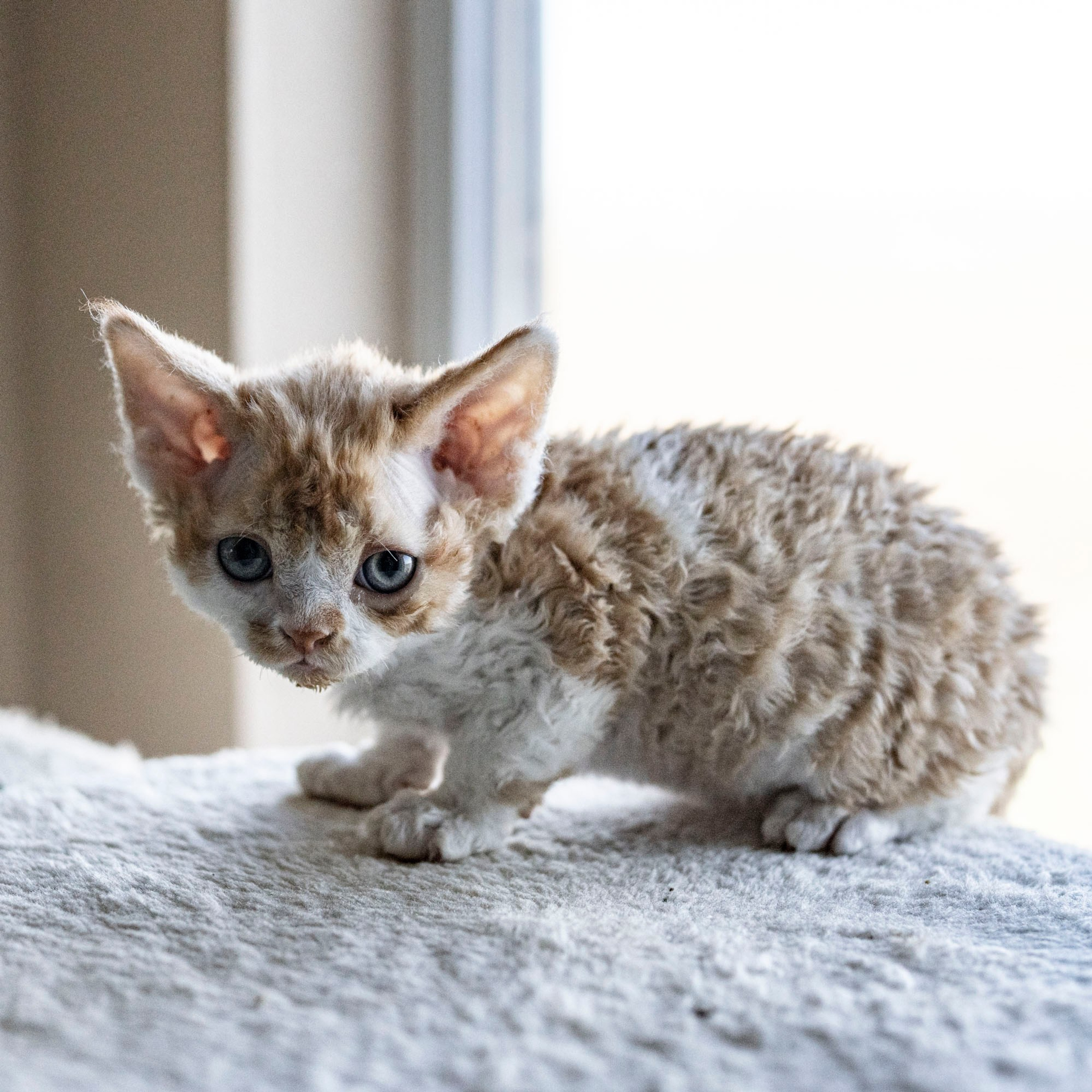 Chester, boy,  born on 11.23.23, SOLD. Devon Rex Pixie Cattery