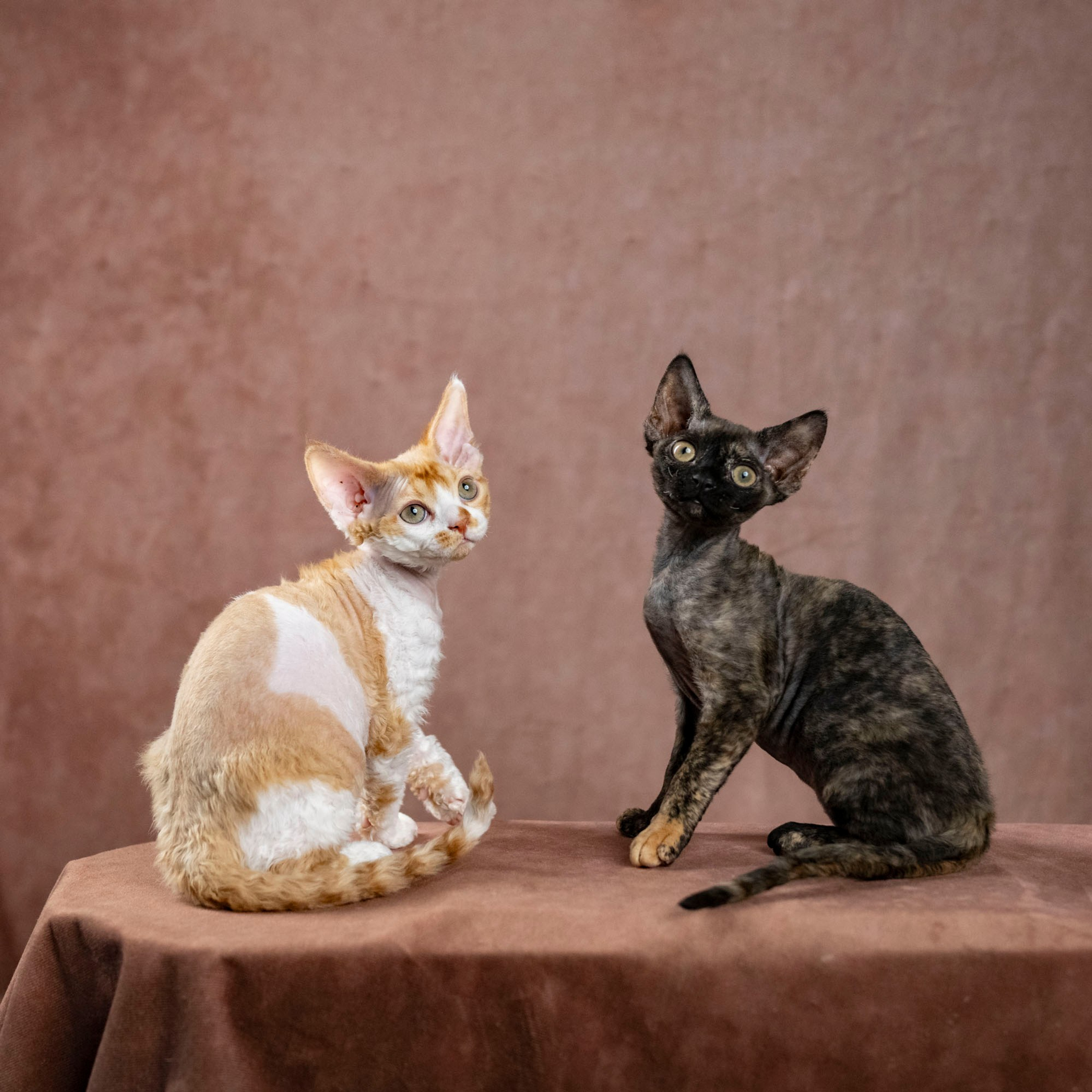 Coco, girl, born on 11.23.23, SOLD. Devon Rex Pixie Cattery