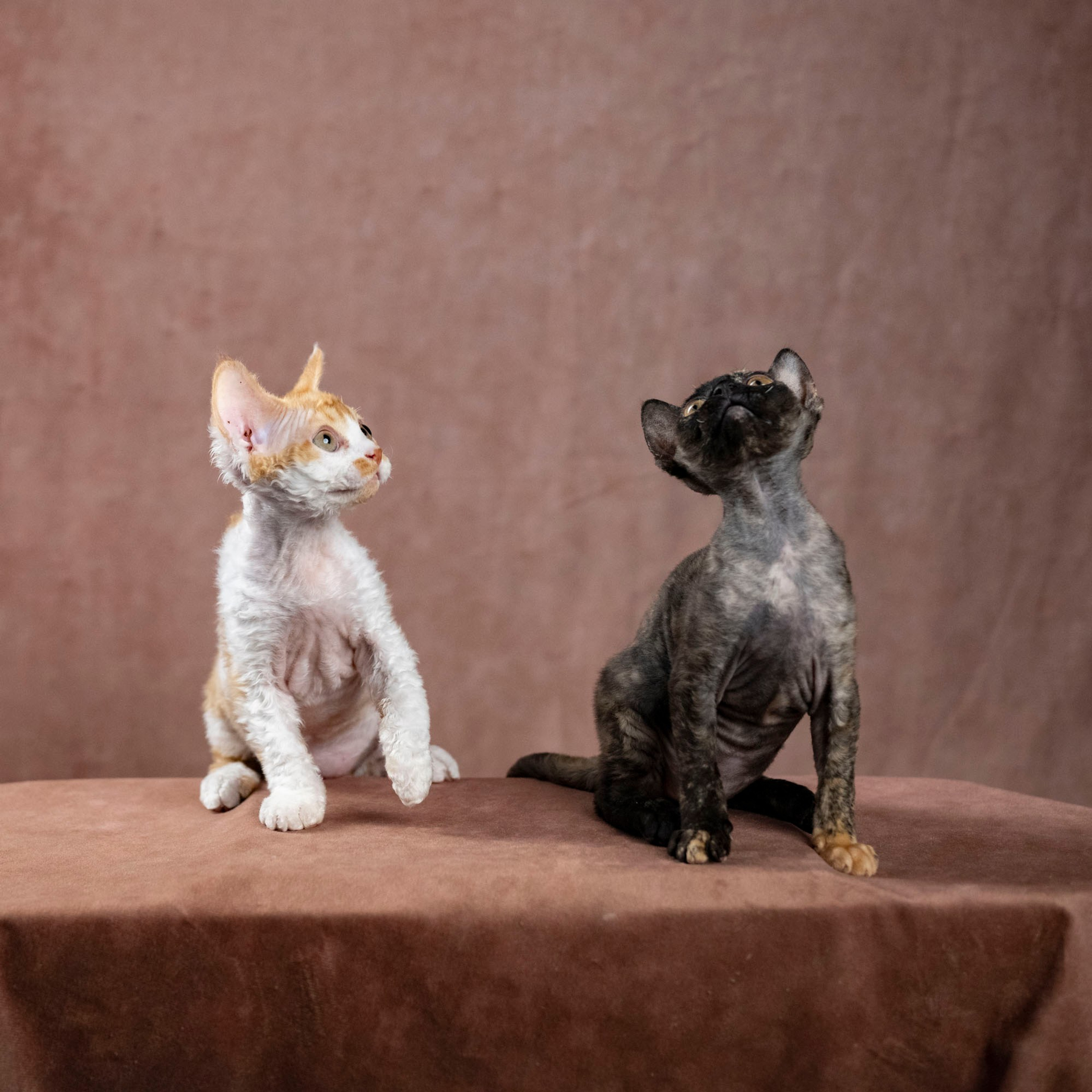 Coco, girl, born on 11.23.23, SOLD. Devon Rex Pixie Cattery