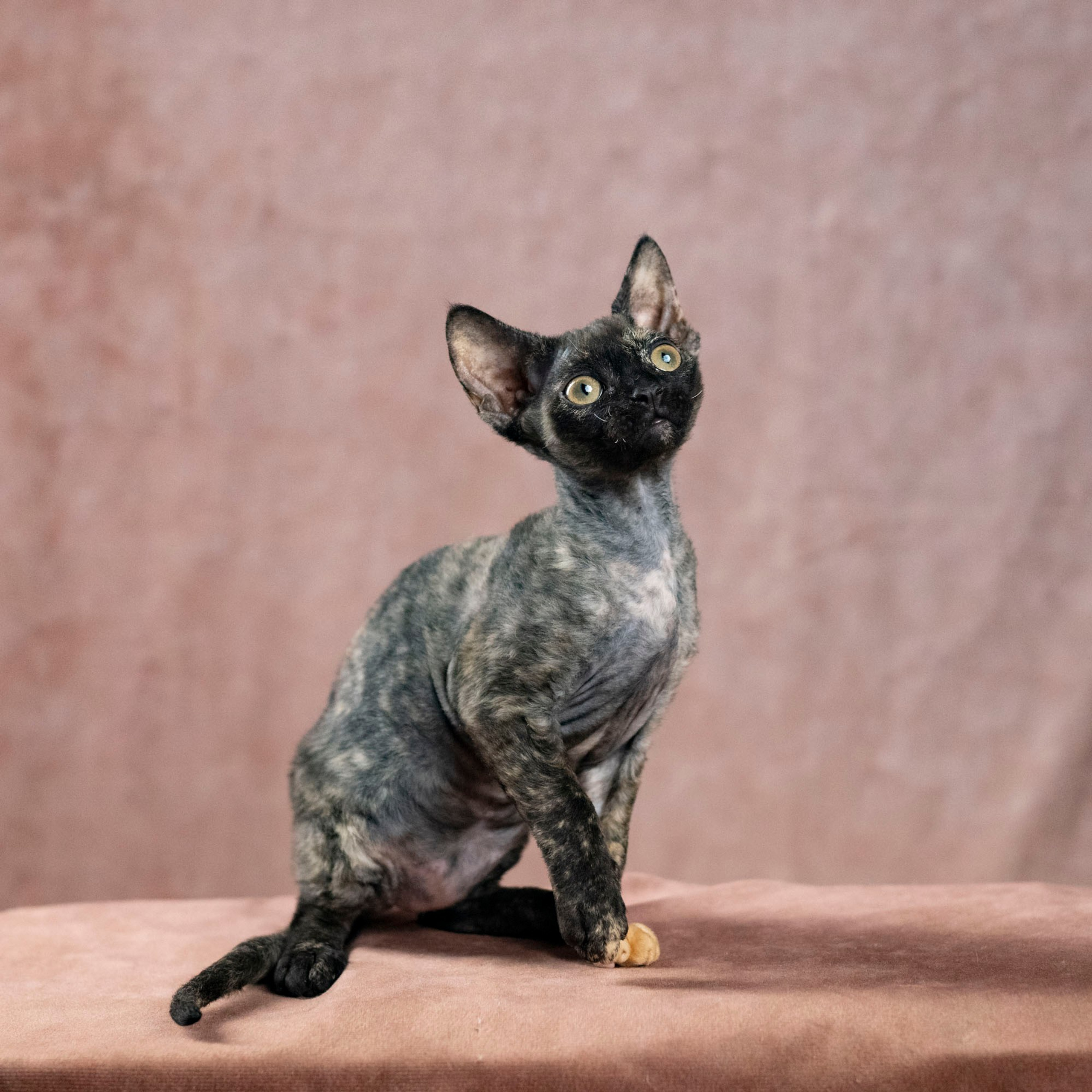 Coco, girl, born on 11.23.23, SOLD. Devon Rex Pixie Cattery