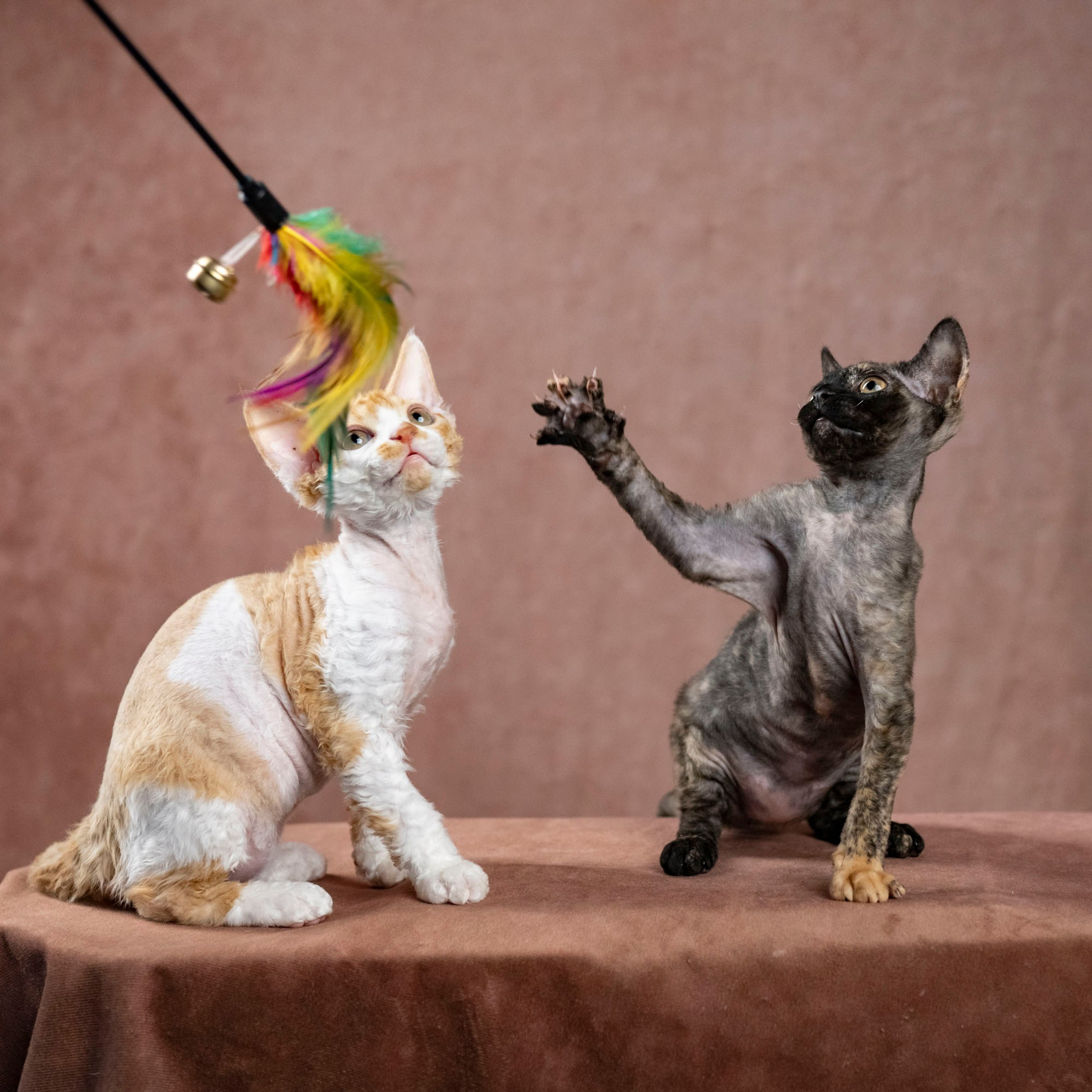 Coco, girl, born on 11.23.23, SOLD. Devon Rex Pixie Cattery