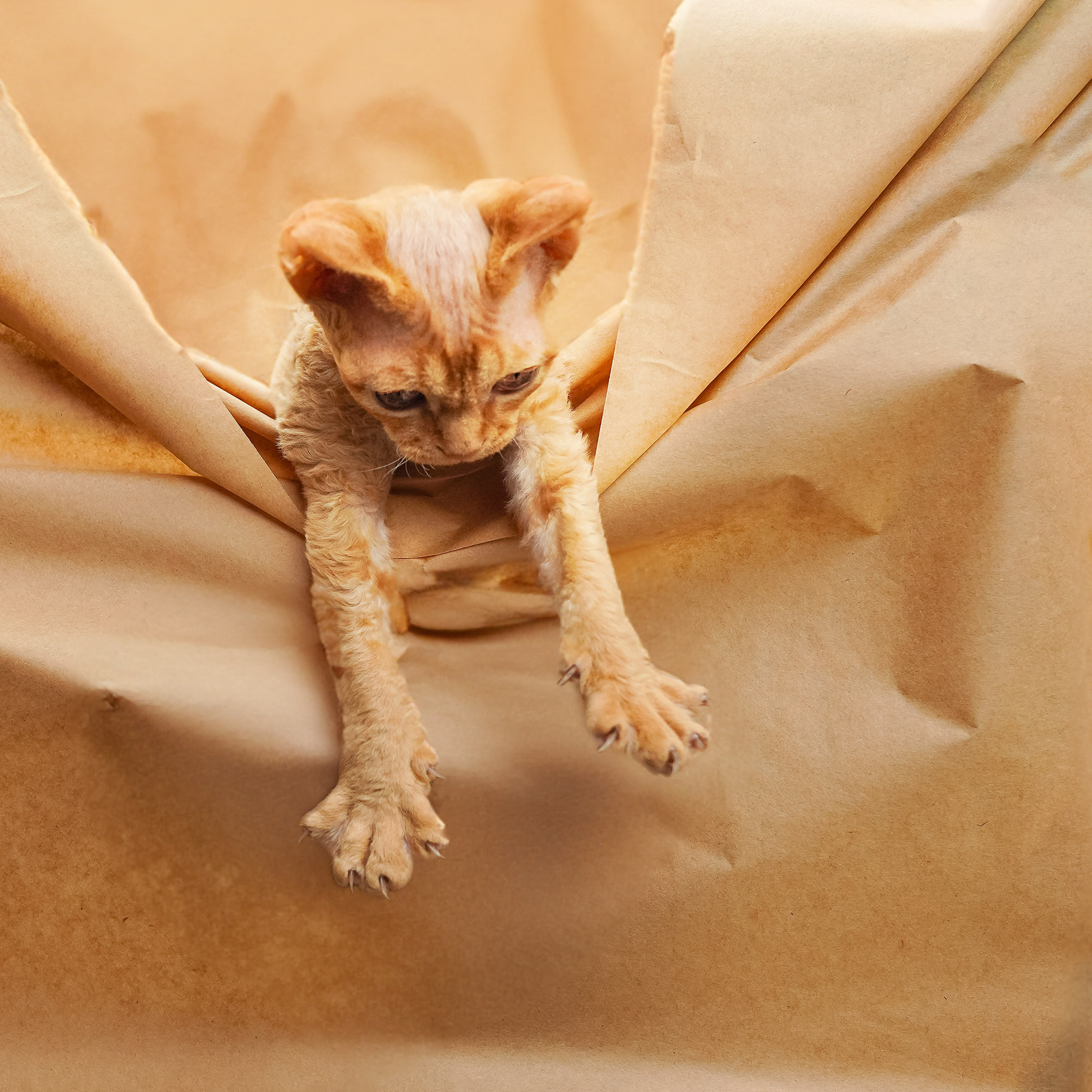 Boop, Boy, born on 02.01.23, SOLD. Devon Rex Pixie Cattery