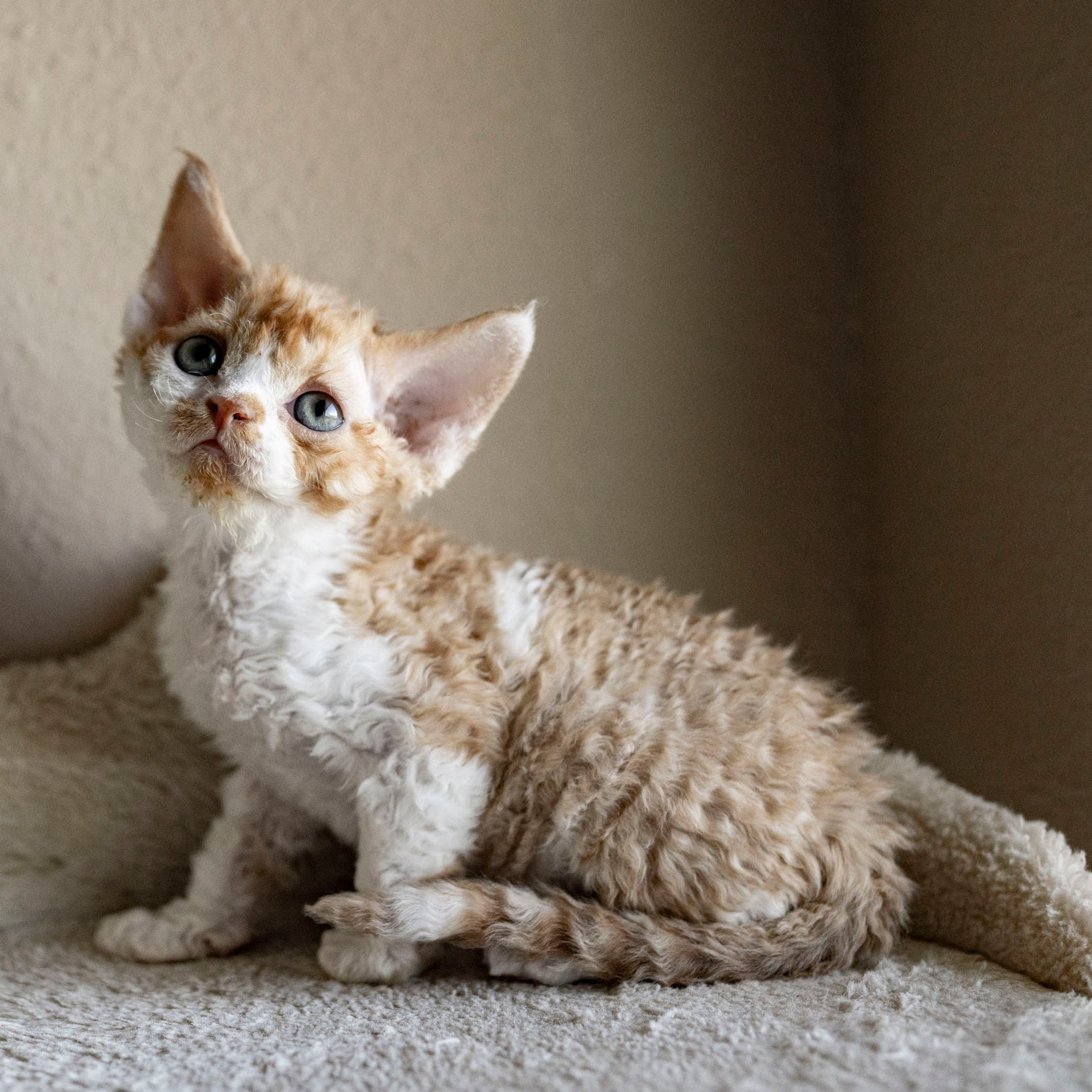 Chester, boy,  born on 11.23.23, SOLD. Devon Rex Pixie Cattery