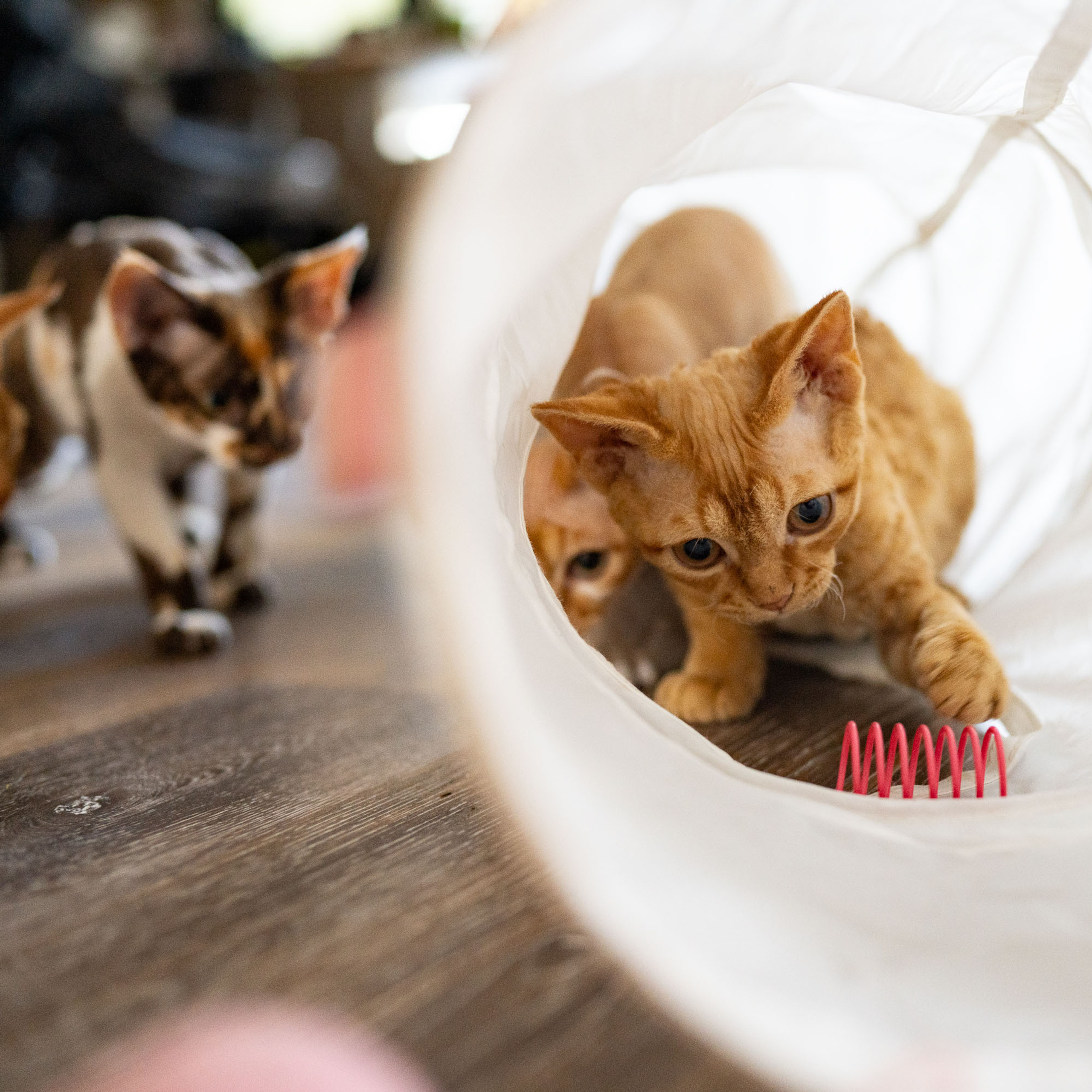 Boop, Boy, born on 02.01.23, SOLD. Devon Rex Pixie Cattery