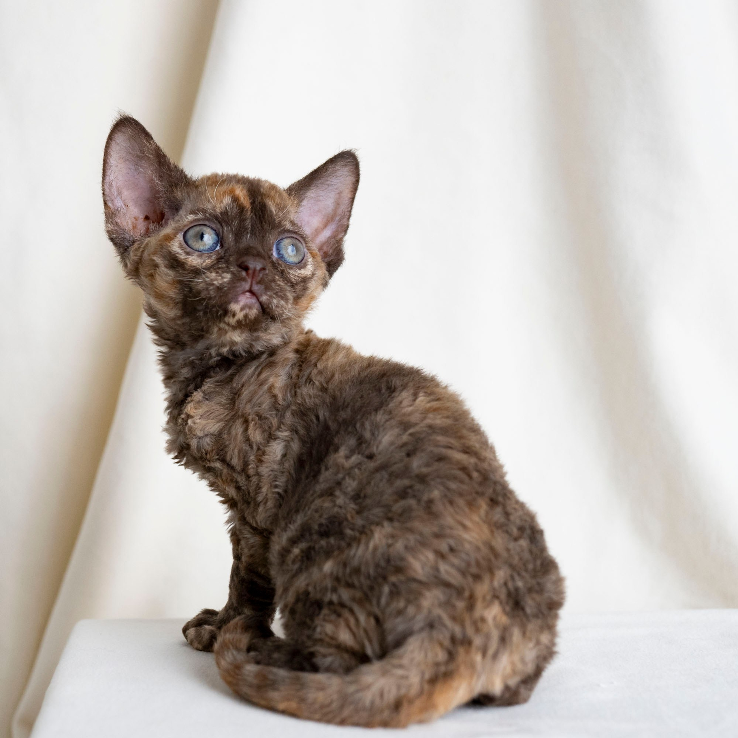 Cleo, girl, born on 11.23.23, SOLD. Devon Rex Pixie Cattery