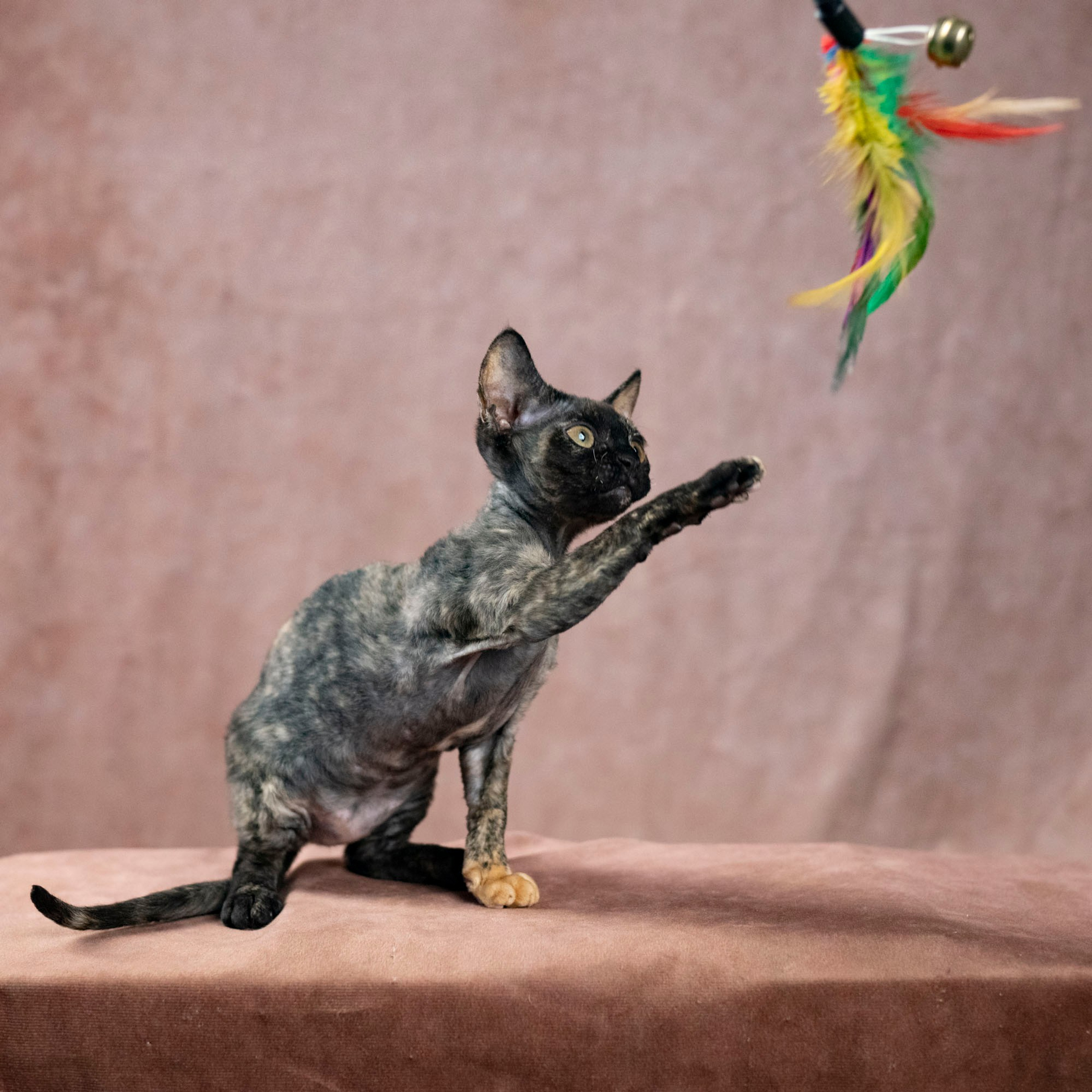 Coco, girl, born on 11.23.23, SOLD. Devon Rex Pixie Cattery