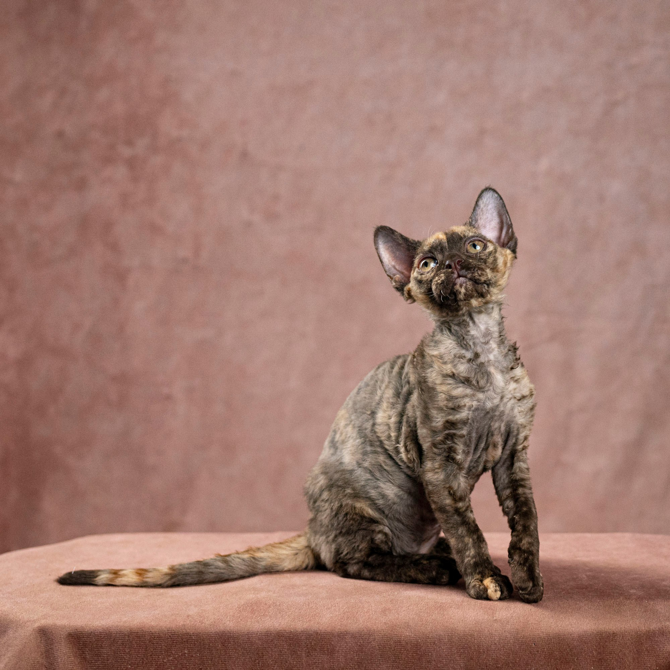 Cleo, girl, born on 11.23.23, SOLD. Devon Rex Pixie Cattery