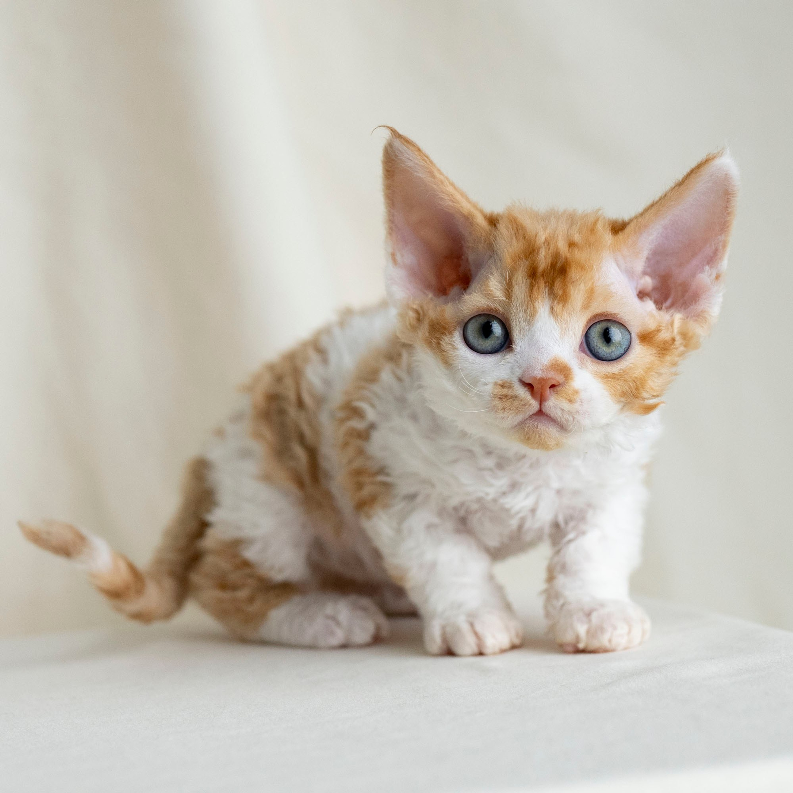 Chester, boy,  born on 11.23.23, SOLD. Devon Rex Pixie Cattery