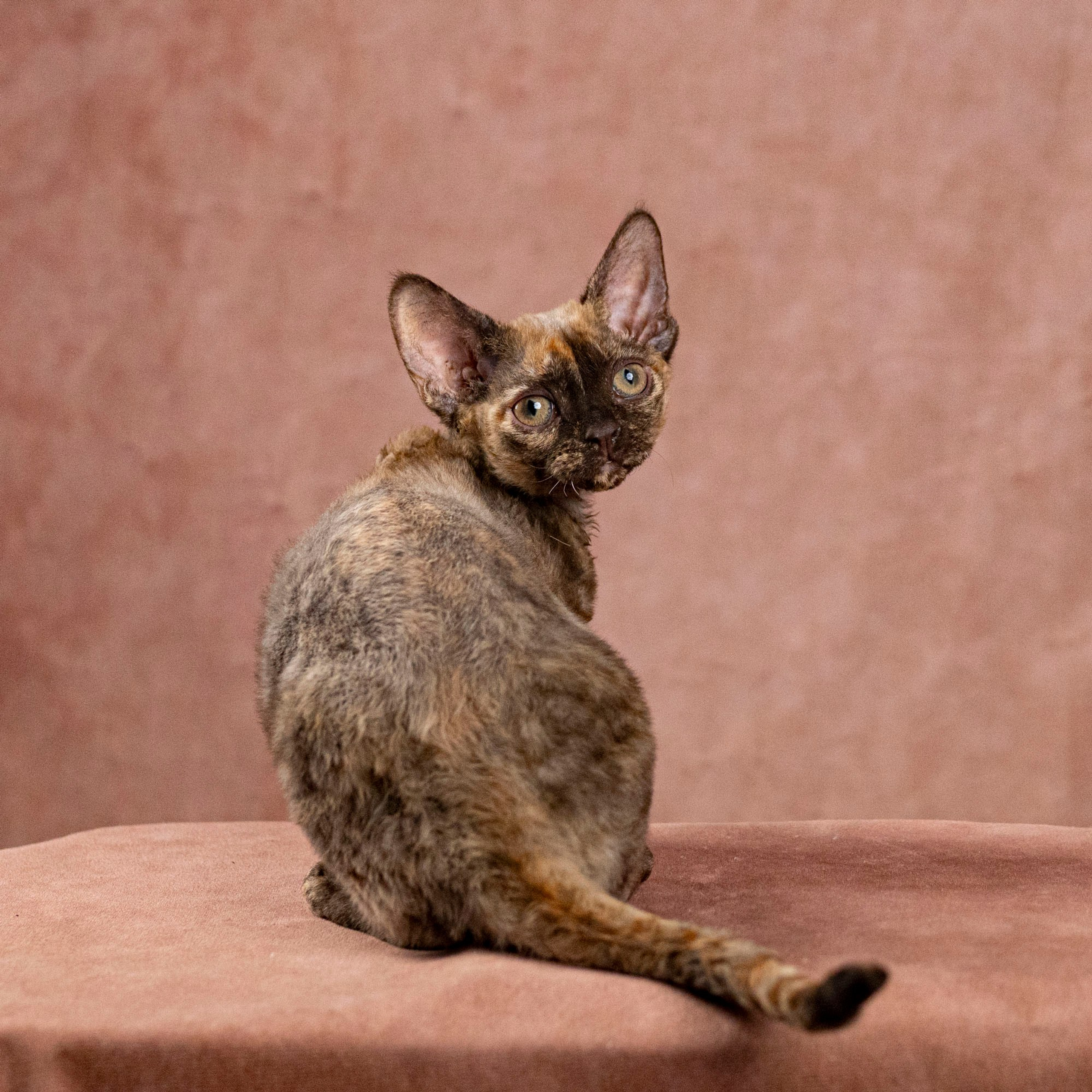 Cleo, girl, born on 11.23.23, SOLD. Devon Rex Pixie Cattery