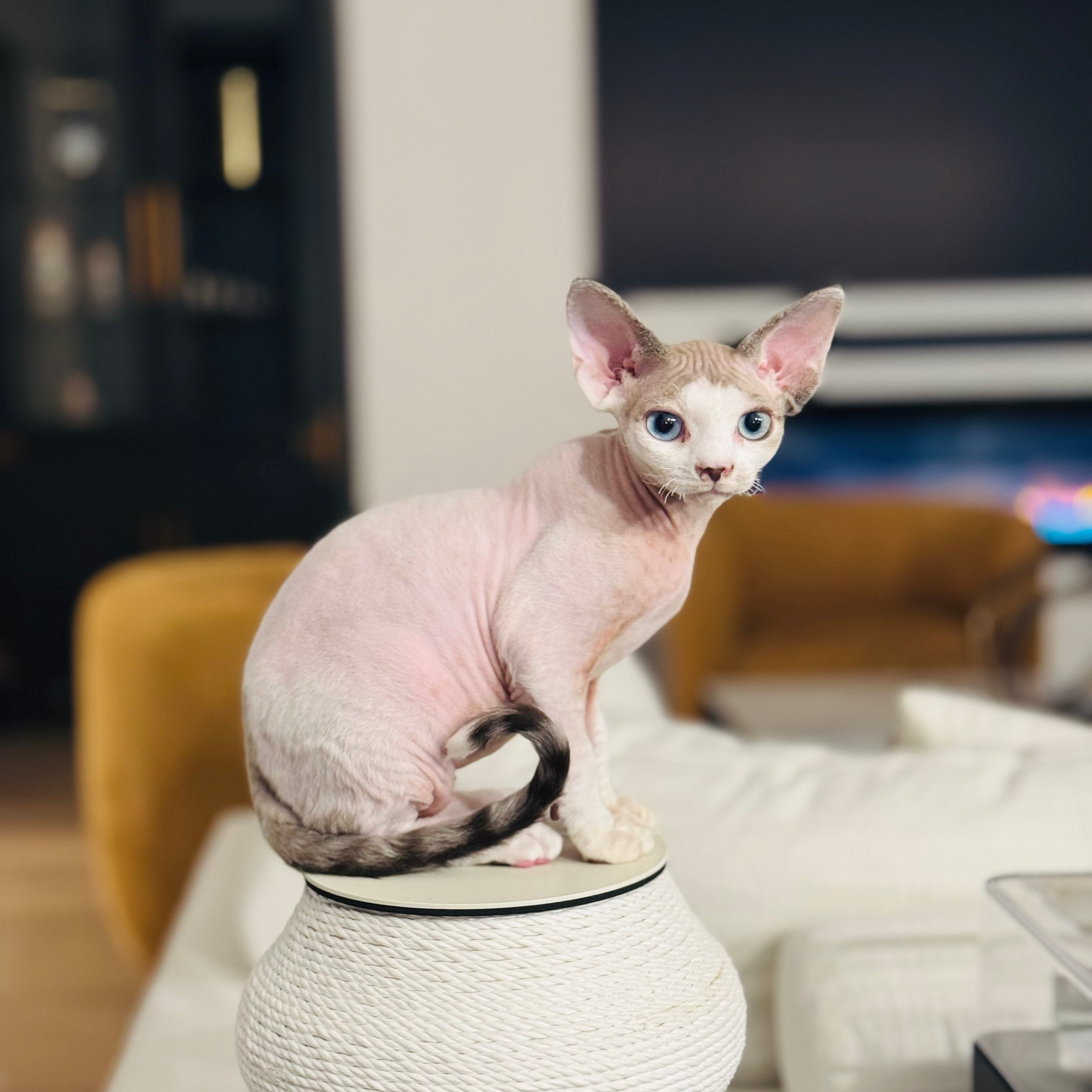 REWIEWS. Devon Rex Pixie Cattery