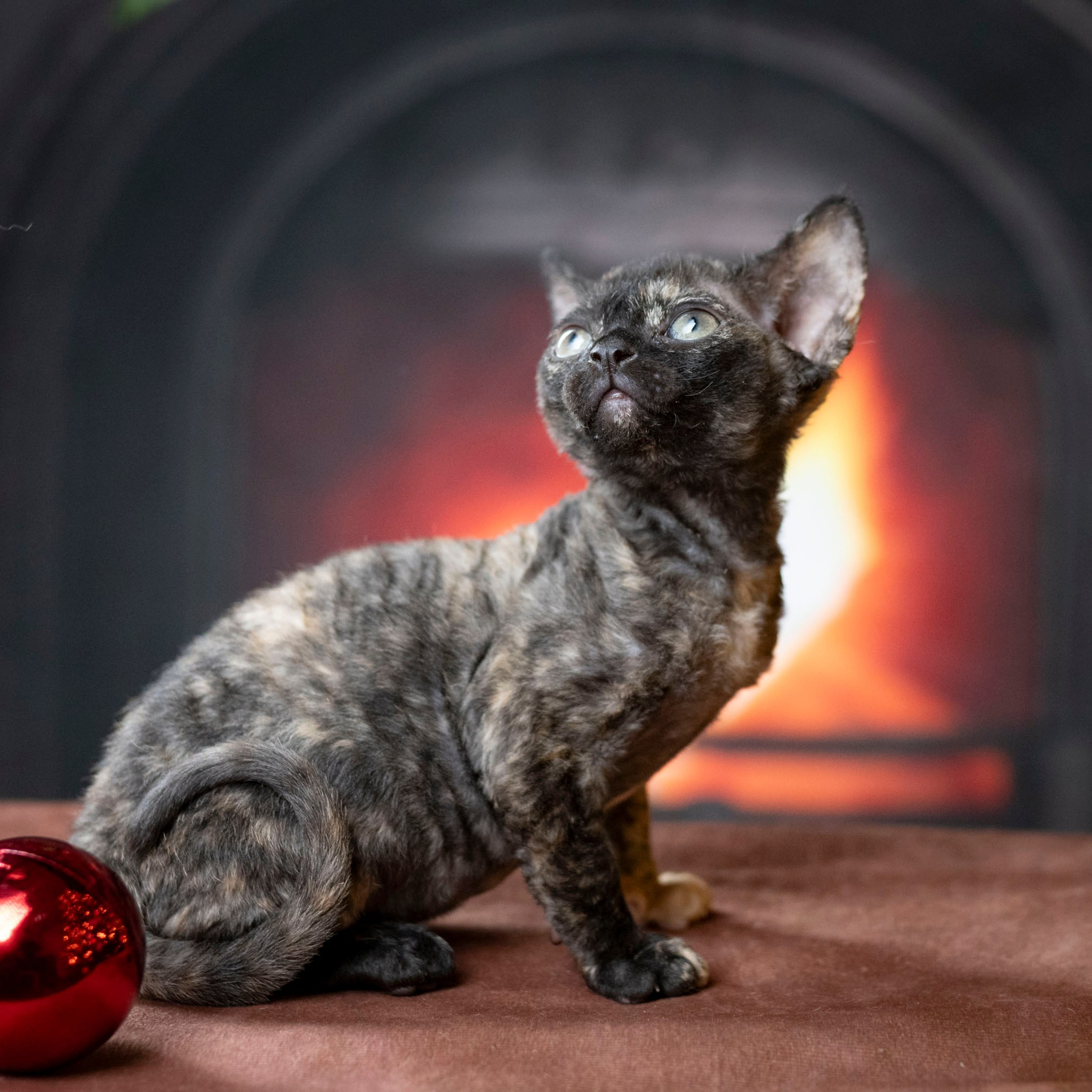 Coco, girl, born on 11.23.23, SOLD. Devon Rex Pixie Cattery