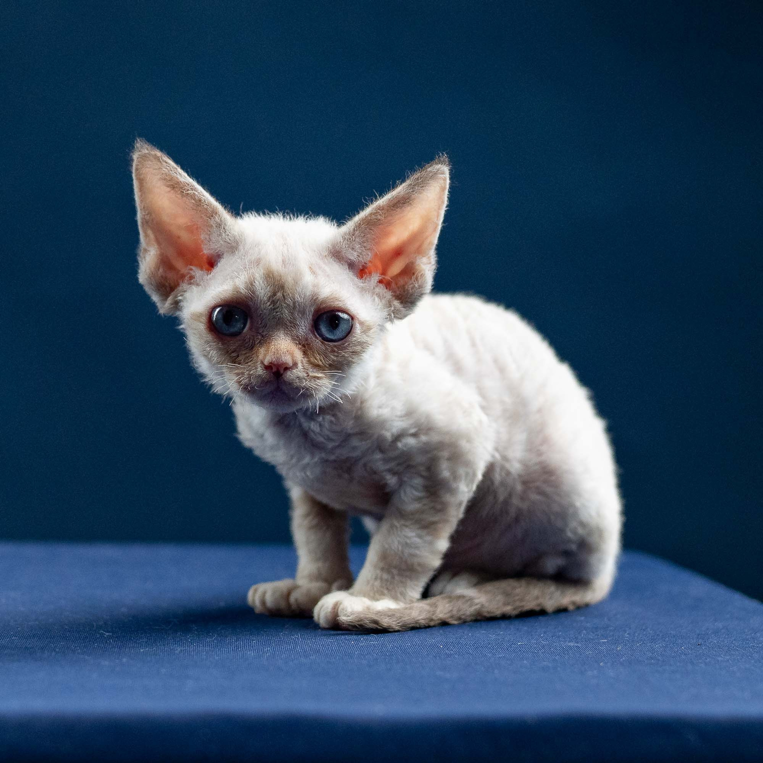 Reserve a kitten Iris, girl
