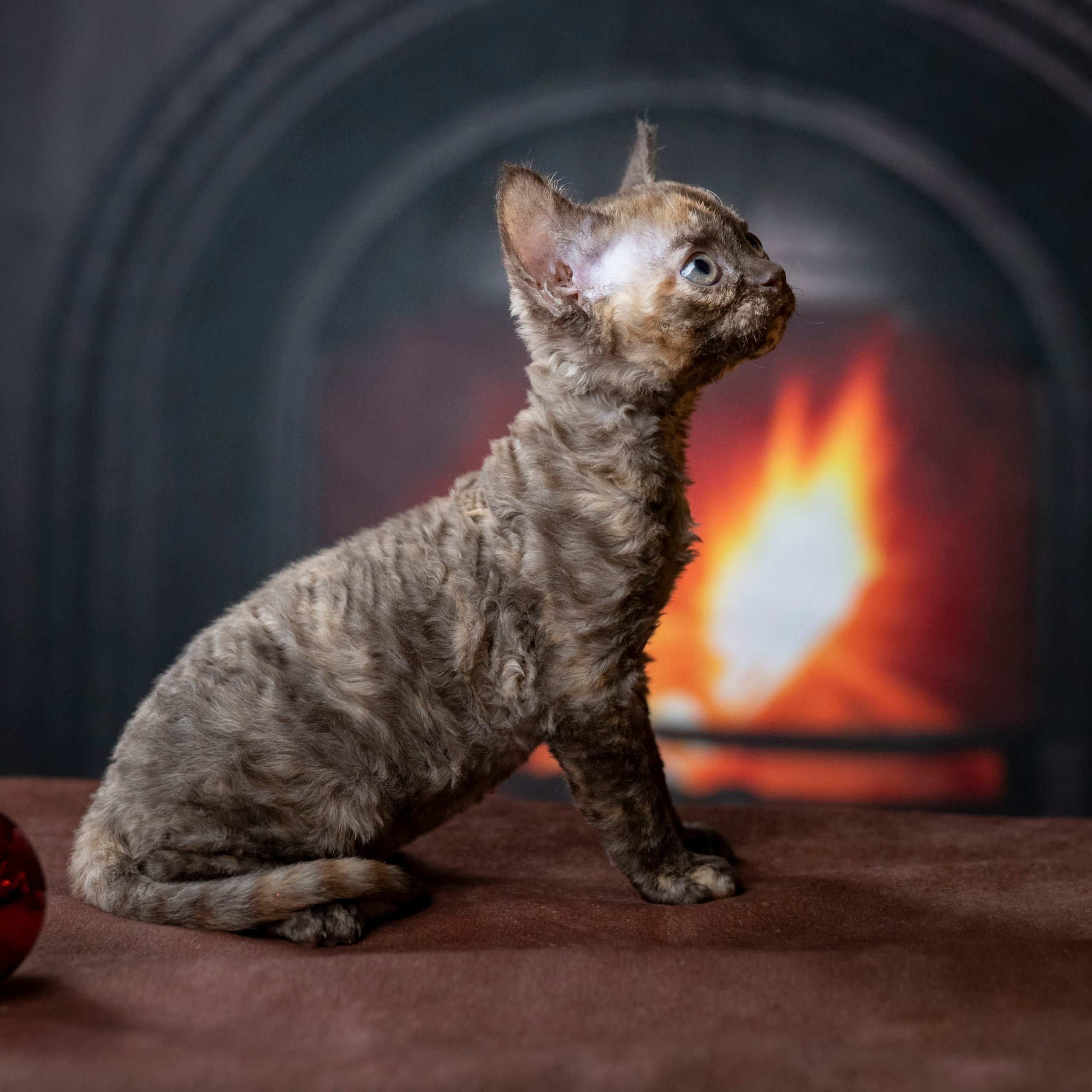 Cleo, girl, born on 11.23.23, SOLD. Devon Rex Pixie Cattery