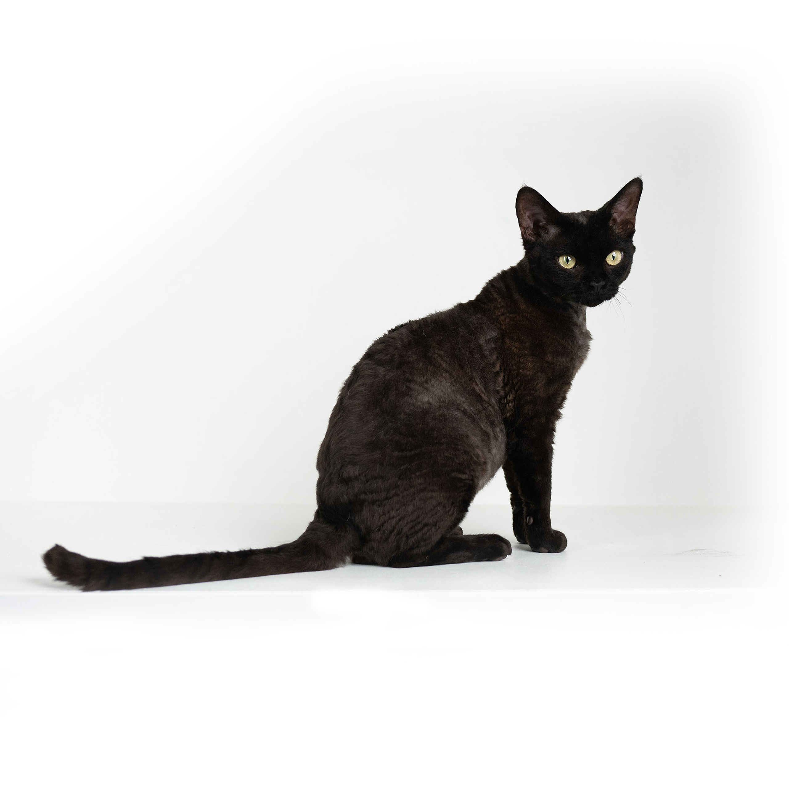 Lexus. Devon Rex Pixie Cattery