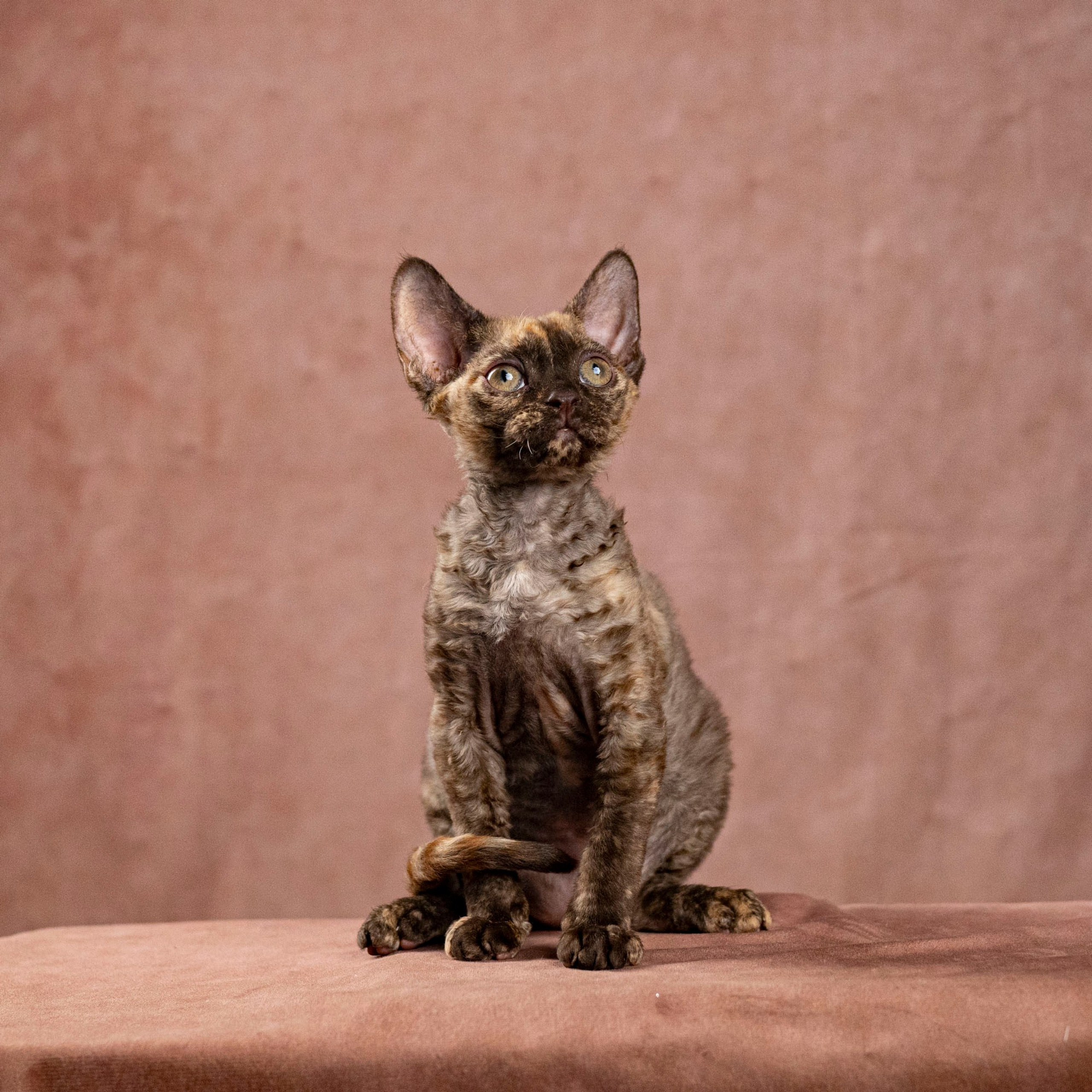 Cleo, girl, born on 11.23.23, SOLD. Devon Rex Pixie Cattery