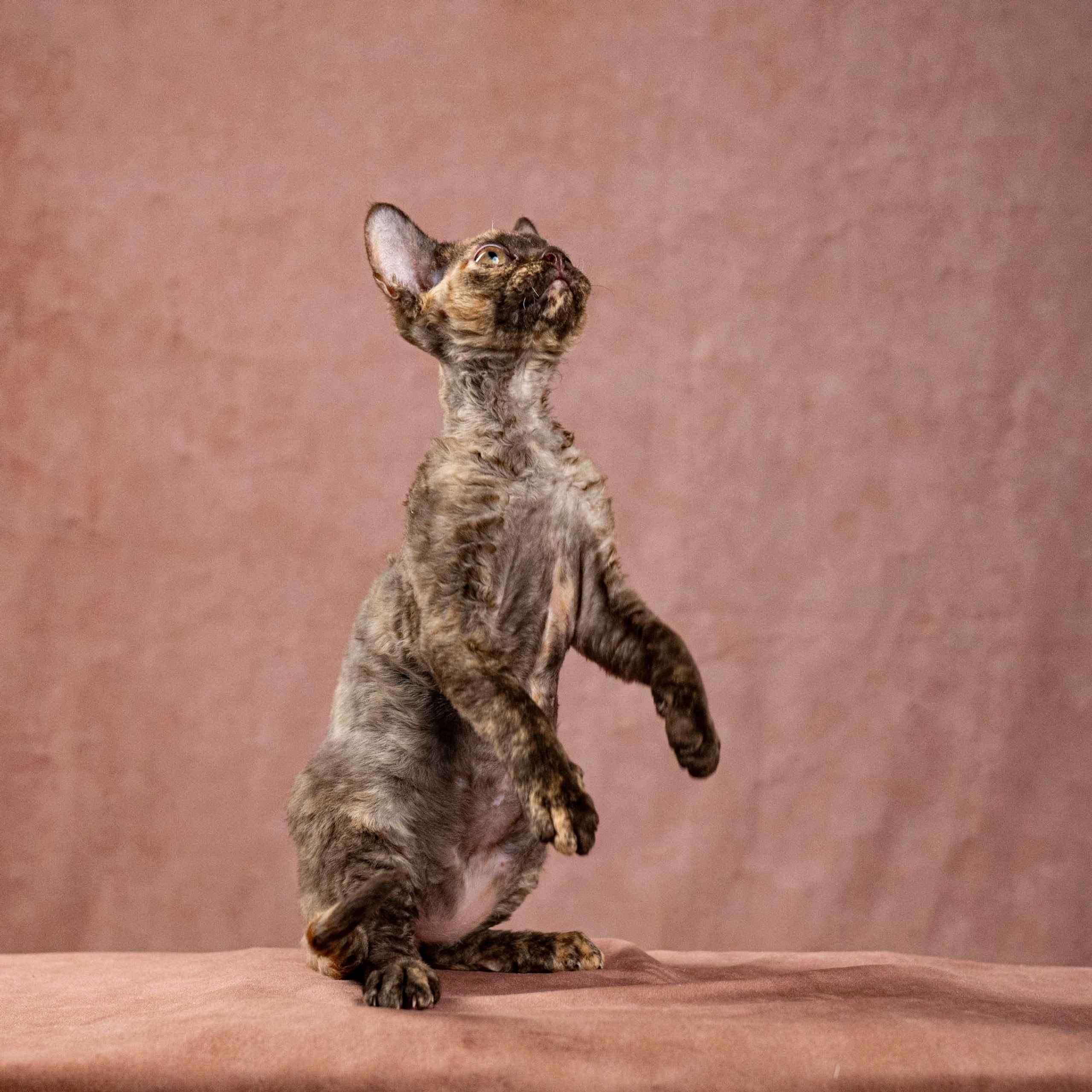 Cleo, girl, born on 11.23.23, SOLD. Devon Rex Pixie Cattery