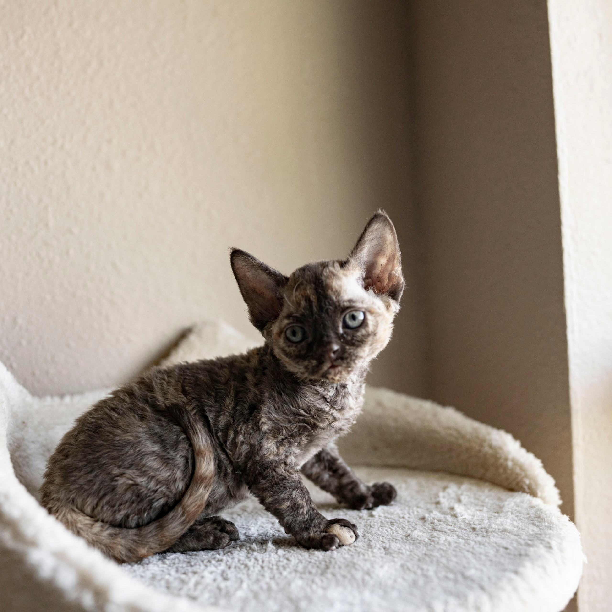 Cleo, girl, born on 11.23.23, SOLD. Devon Rex Pixie Cattery
