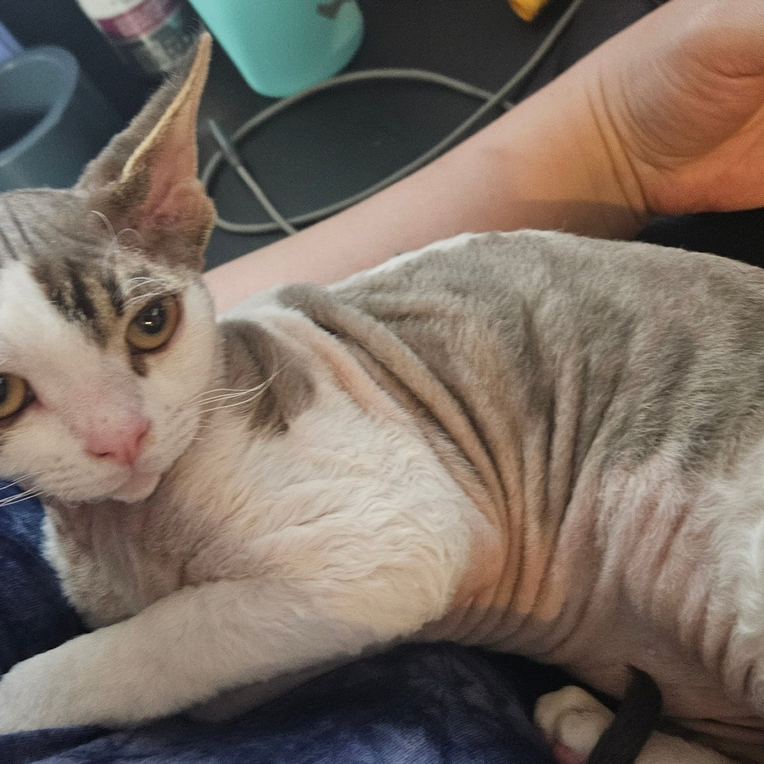 REWIEWS. Devon Rex Pixie Cattery