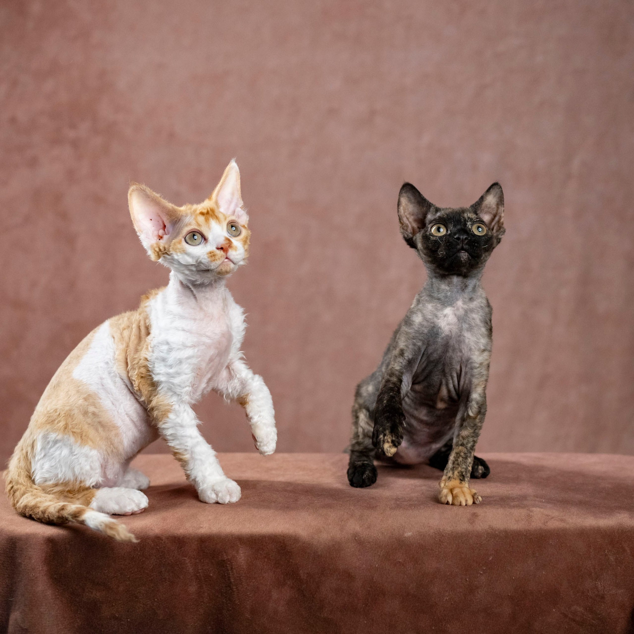 Coco, girl, born on 11.23.23, SOLD. Devon Rex Pixie Cattery