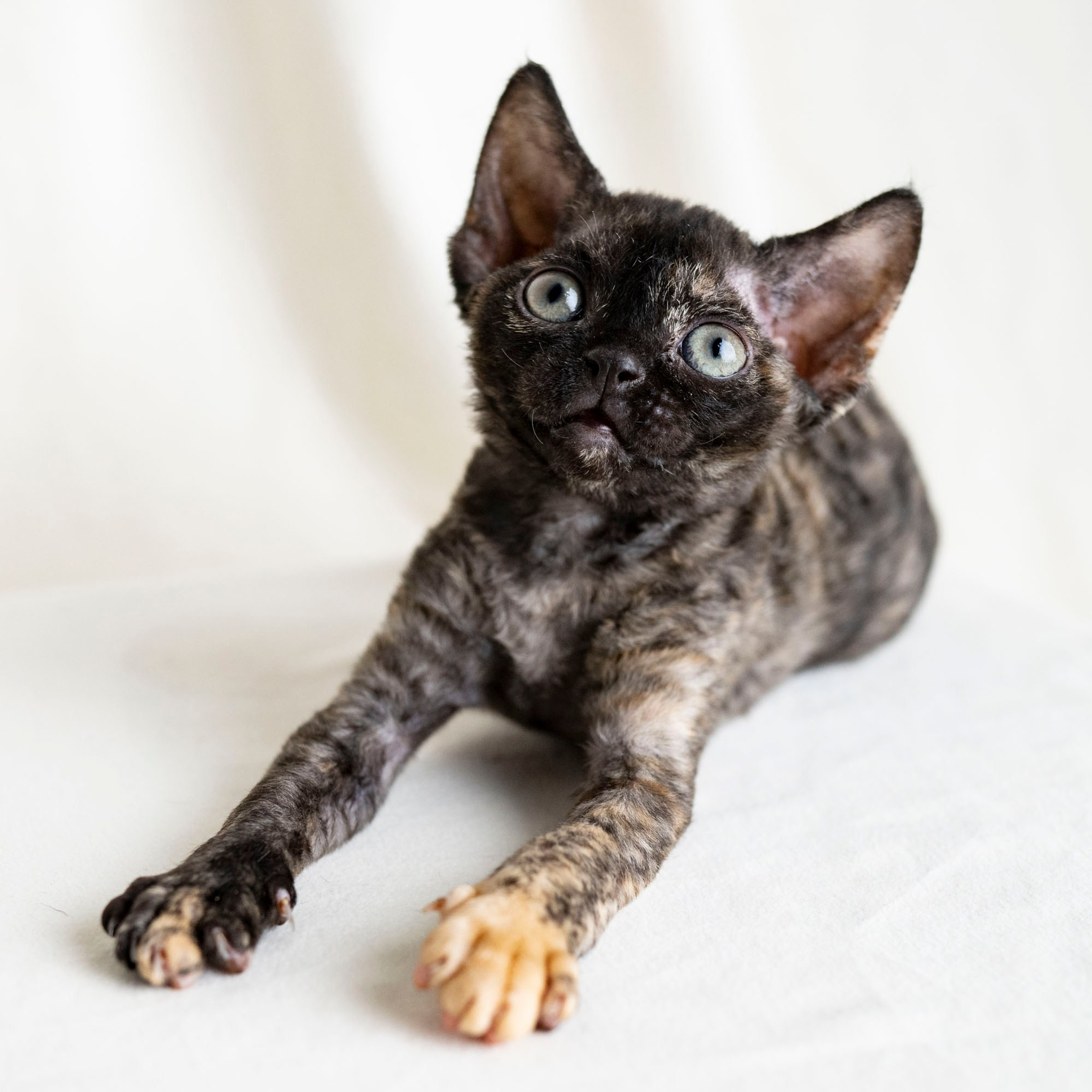 Coco, girl, born on 11.23.23, SOLD. Devon Rex Pixie Cattery