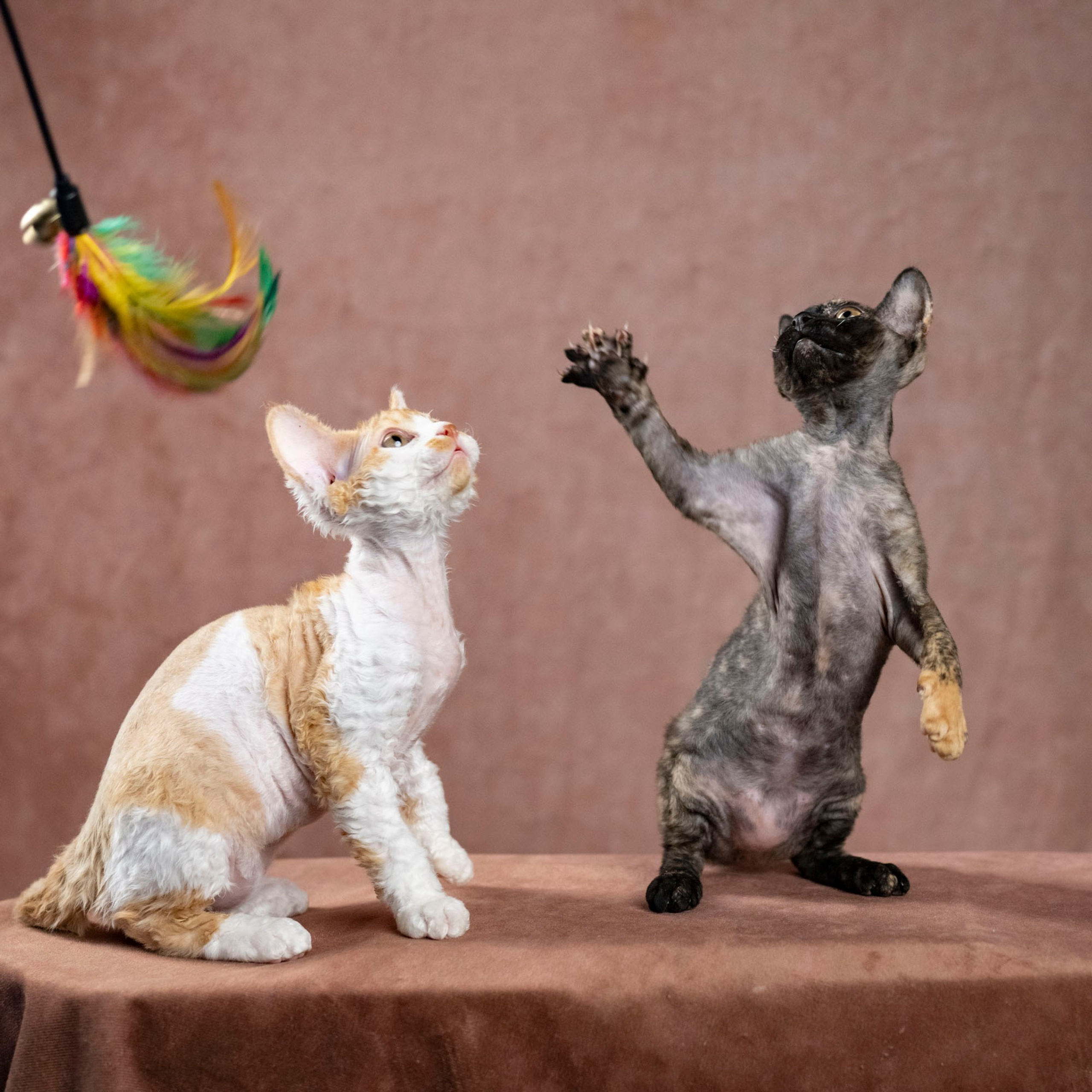 Coco, girl, born on 11.23.23, SOLD. Devon Rex Pixie Cattery