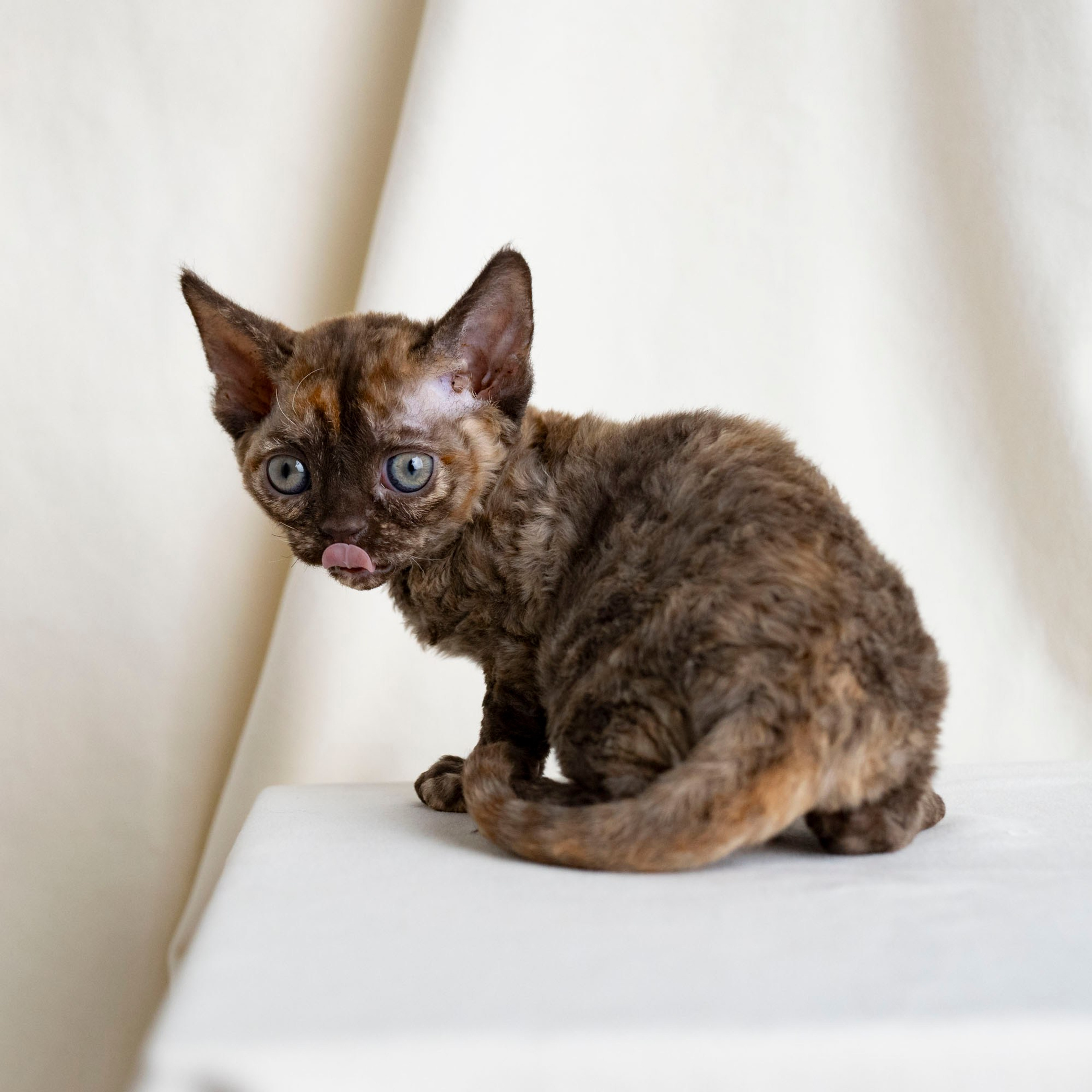 Cleo, girl, born on 11.23.23, SOLD. Devon Rex Pixie Cattery