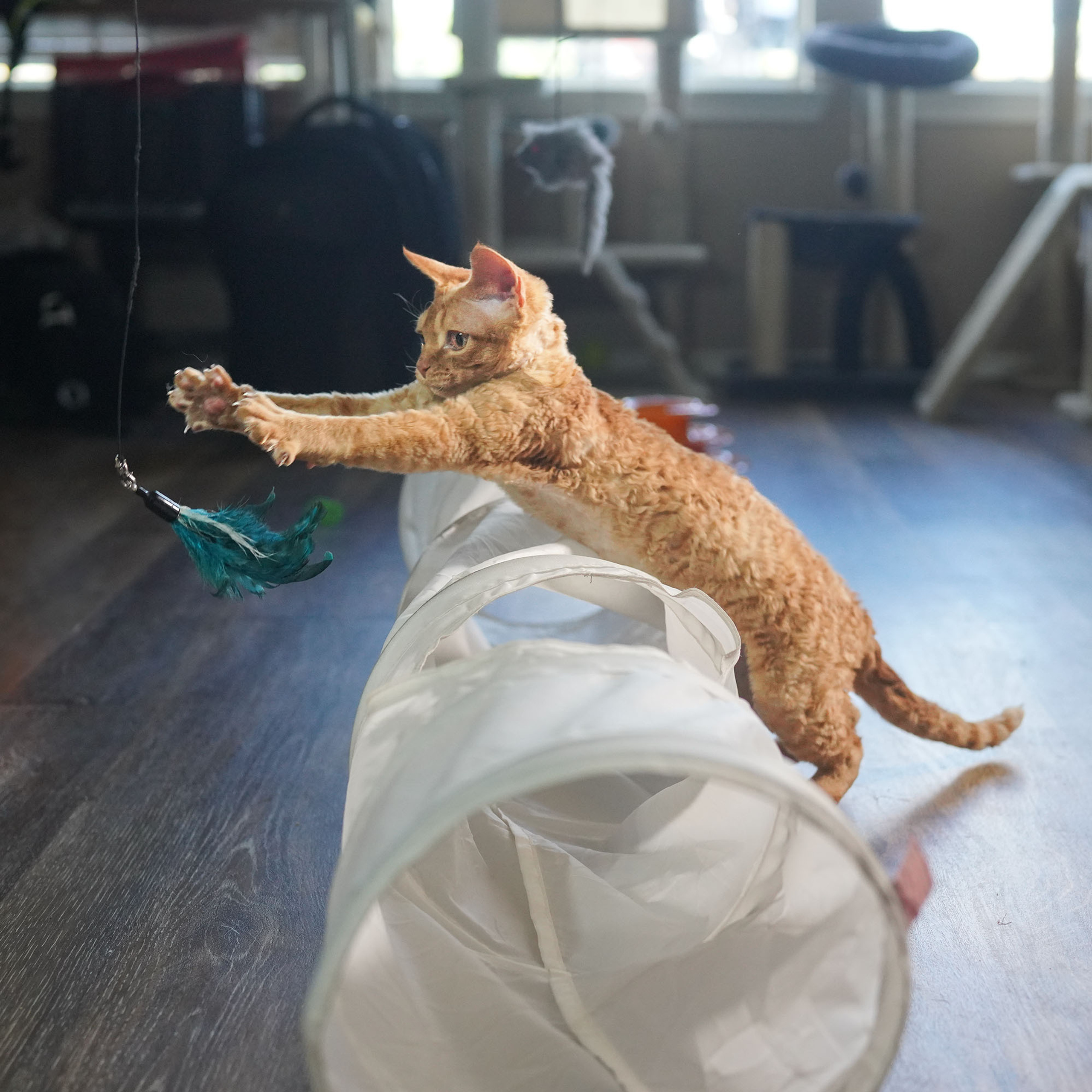 Boop, Boy, born on 02.01.23, SOLD. Devon Rex Pixie Cattery