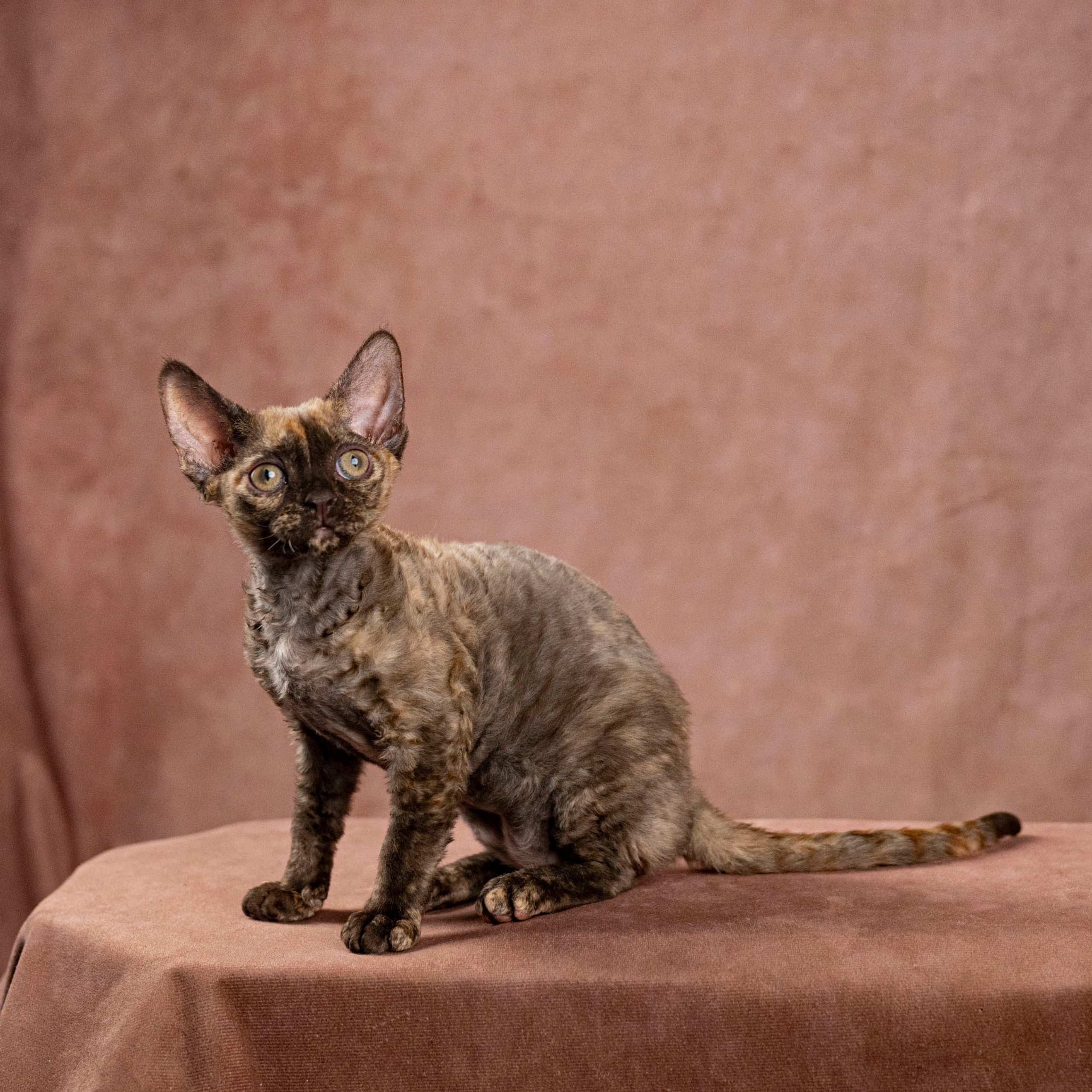 Cleo, girl, born on 11.23.23, SOLD. Devon Rex Pixie Cattery
