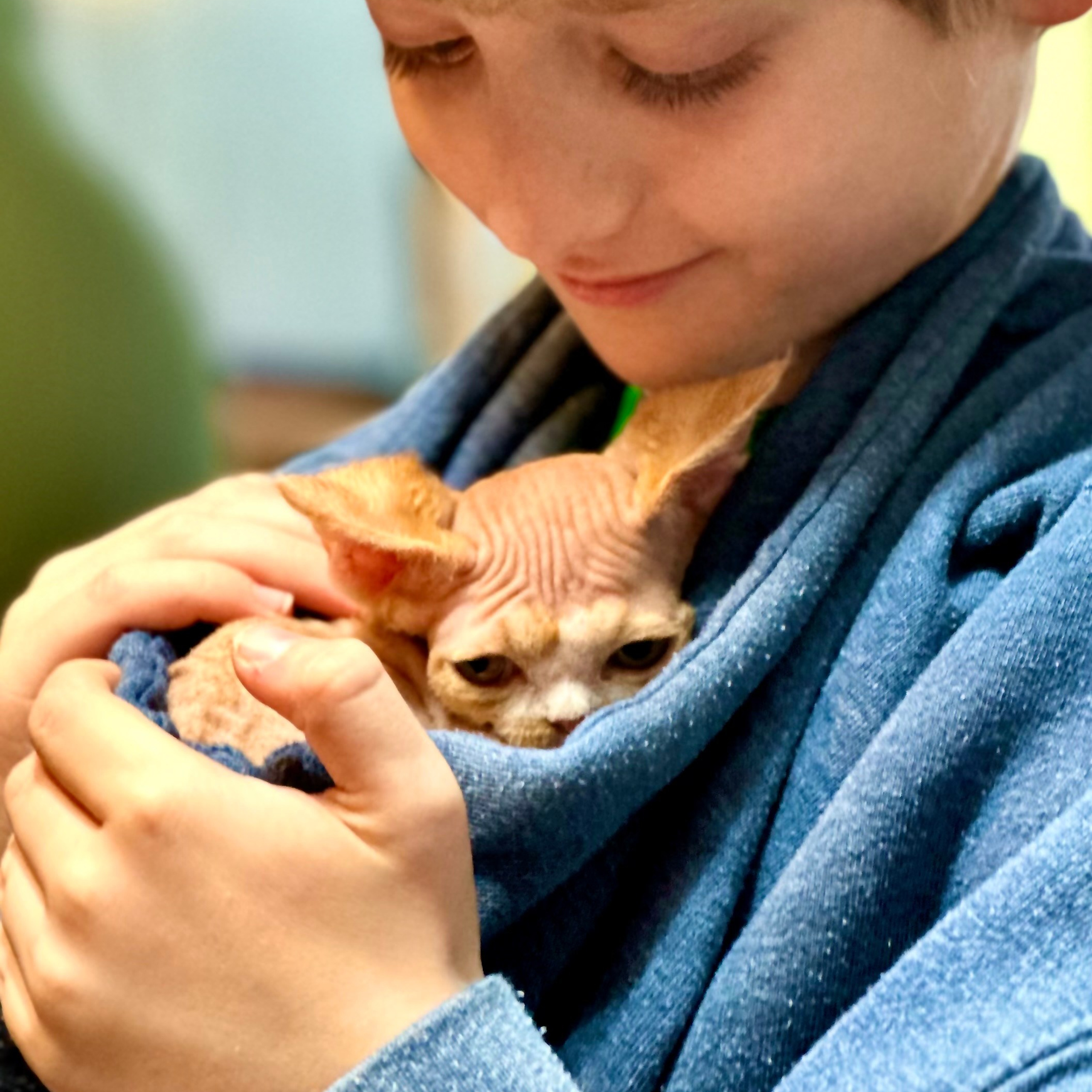 REWIEWS. Devon Rex Pixie Cattery