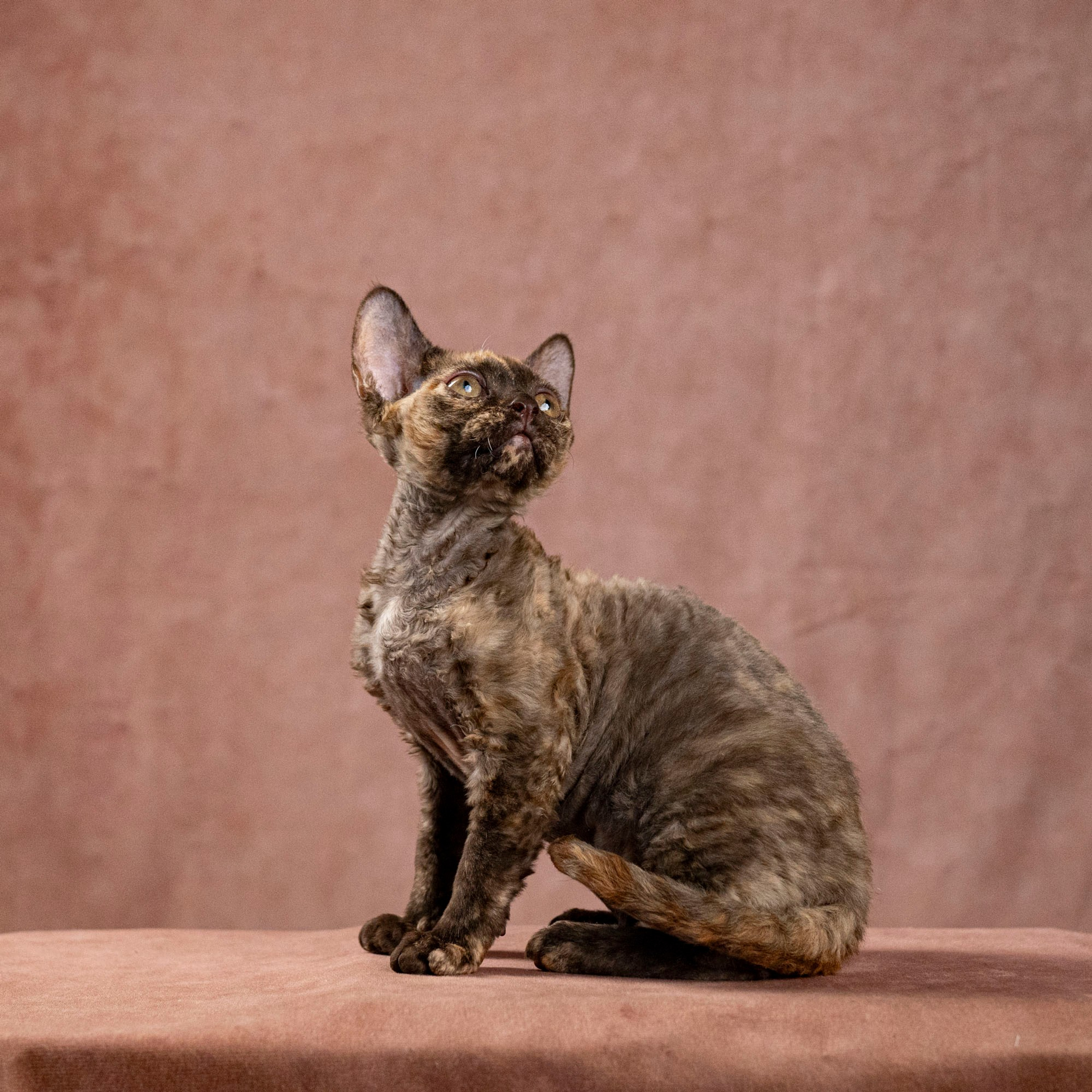 Cleo, girl, born on 11.23.23, SOLD. Devon Rex Pixie Cattery