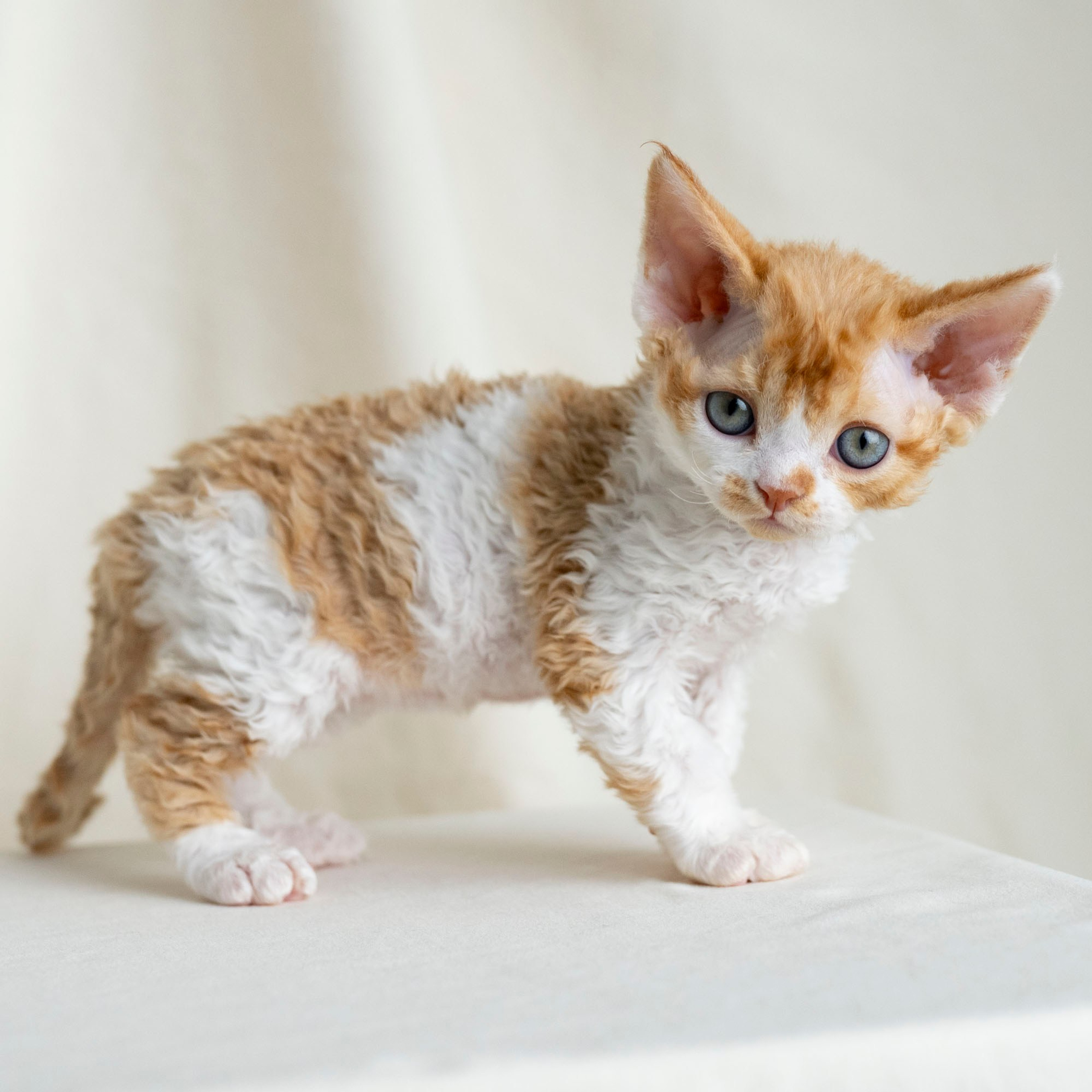 Chester, boy,  born on 11.23.23, SOLD. Devon Rex Pixie Cattery