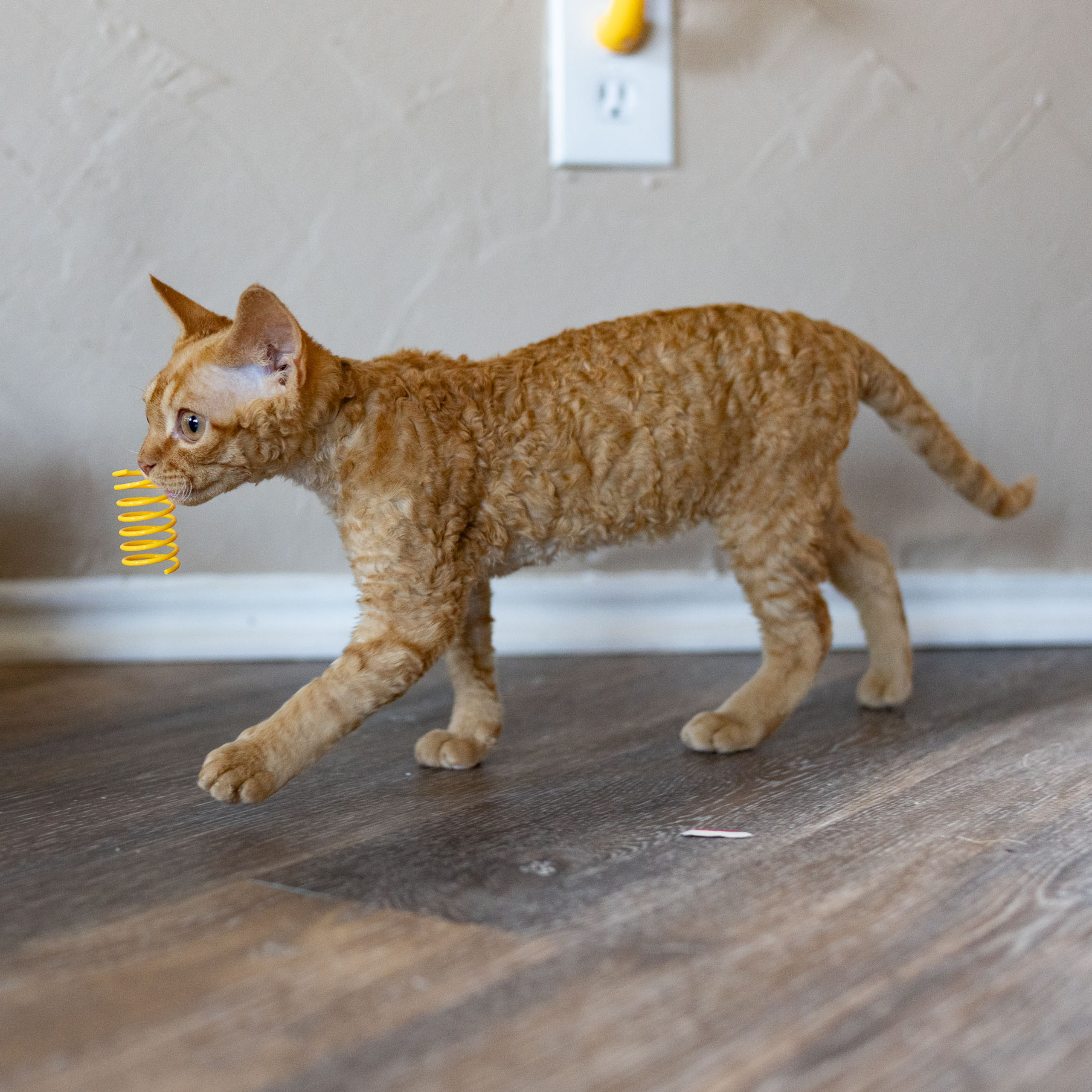 Boop, Boy, born on 02.01.23, SOLD. Devon Rex Pixie Cattery