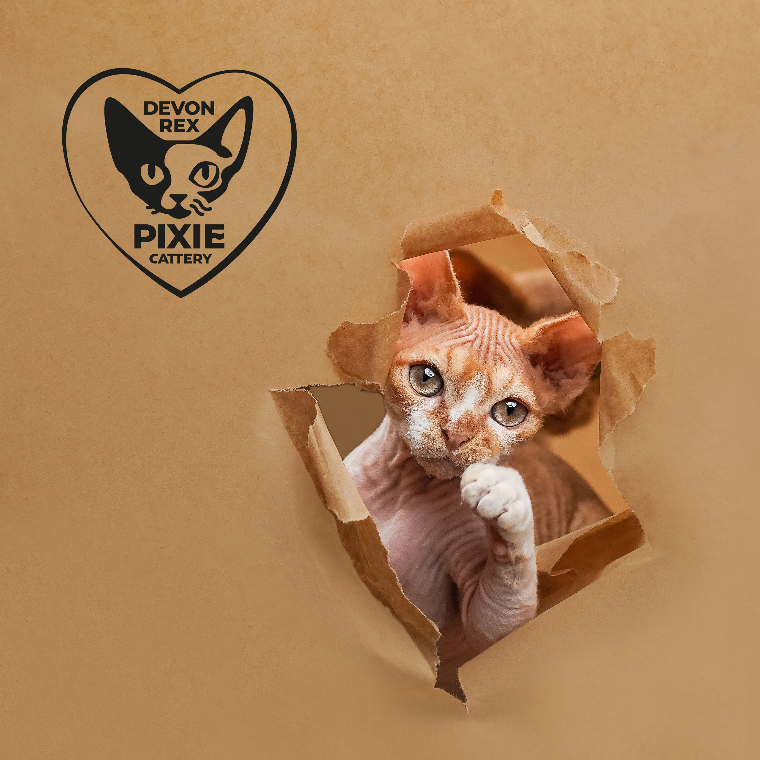 Homer, Boy, born on 02.01.23, SOLD