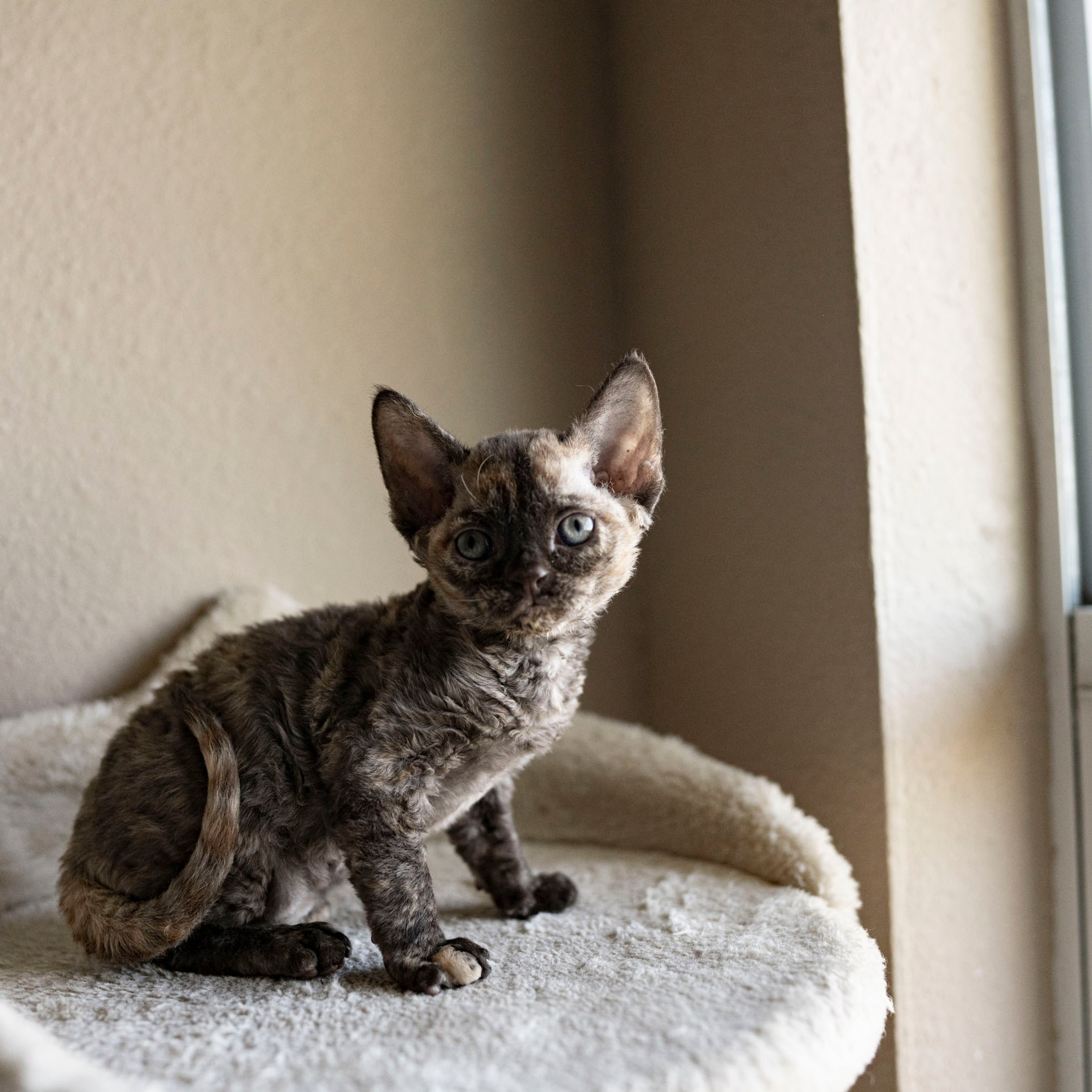 Cleo, girl, born on 11.23.23, SOLD. Devon Rex Pixie Cattery