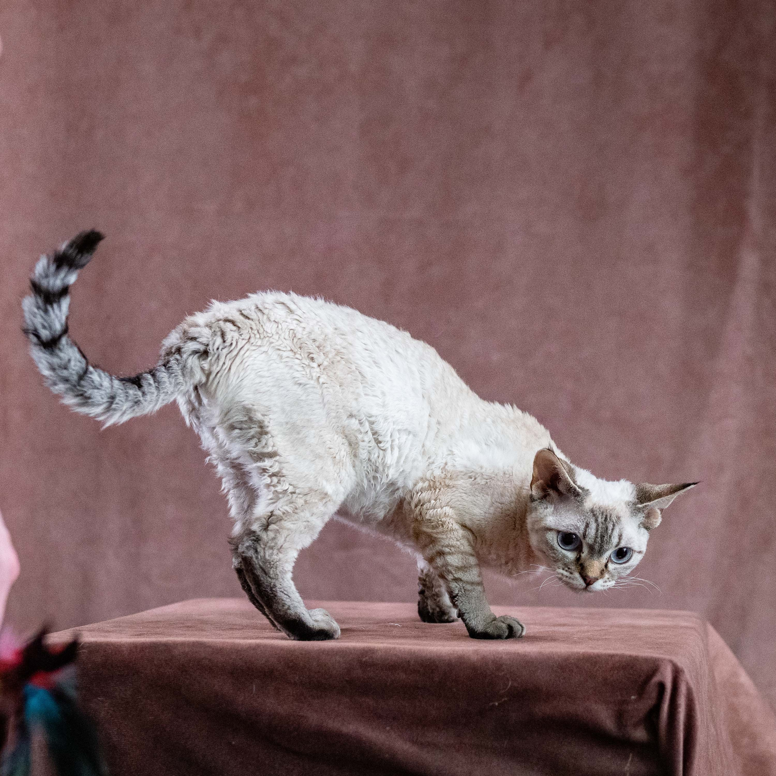 Our cats. Devon Rex Pixie Cattery